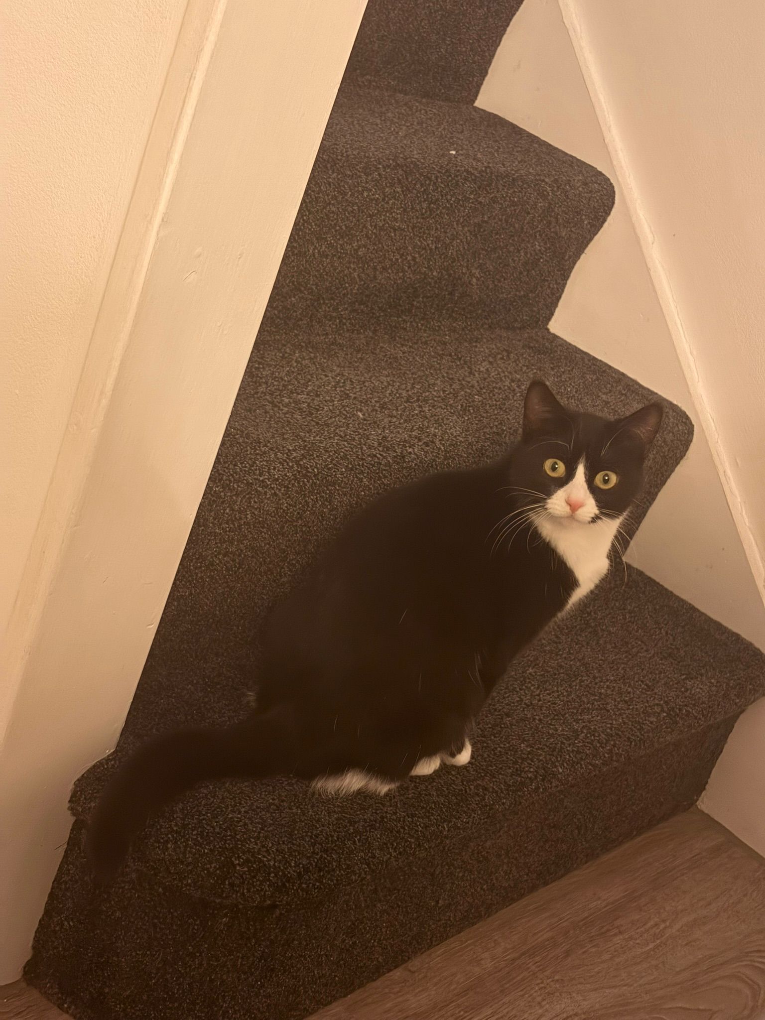 Bella