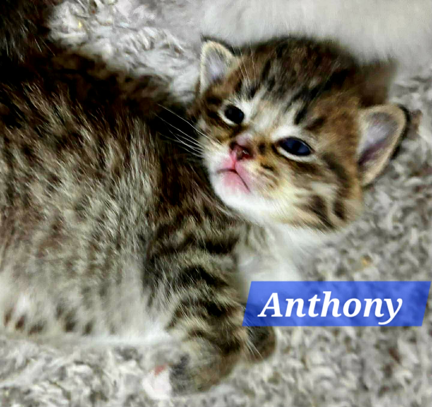 Anthony - (mom Bridget)