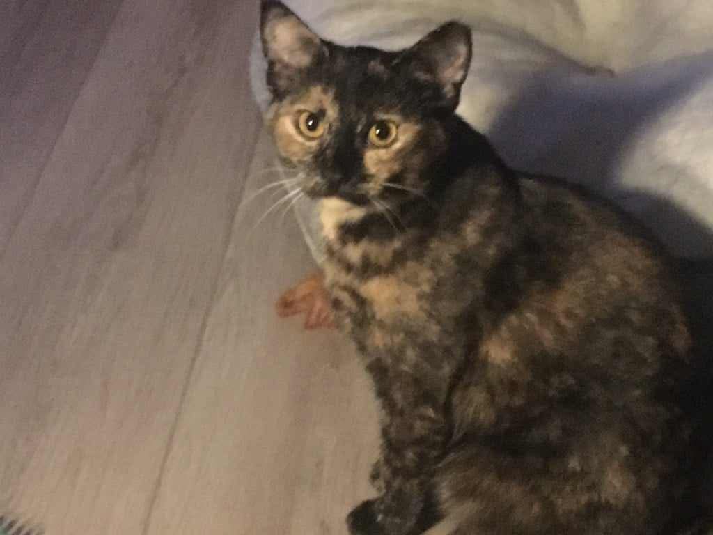 Hazel
