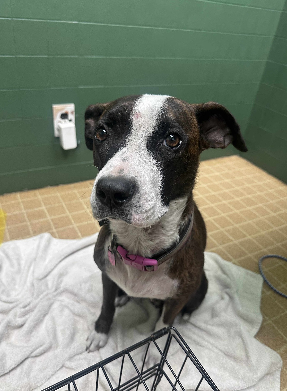 AMERICAN PIT BULL TERRIER, BOXER