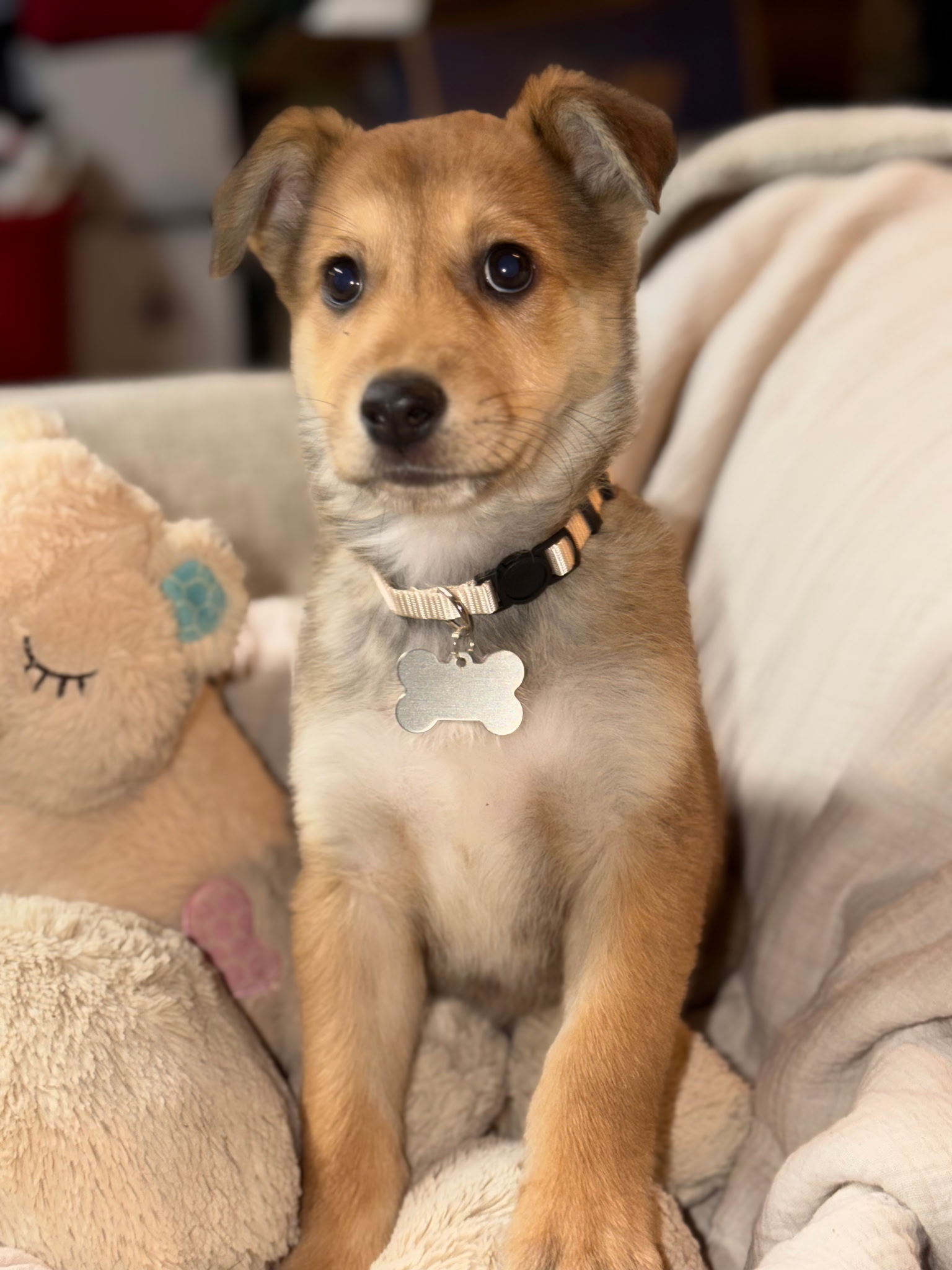 SHETLAND SHEEPDOG, AUSTRALIAN SHEPHERD
