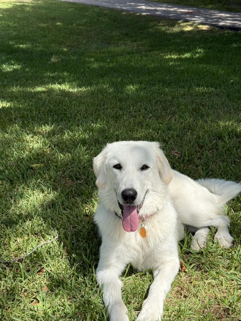 Elsa