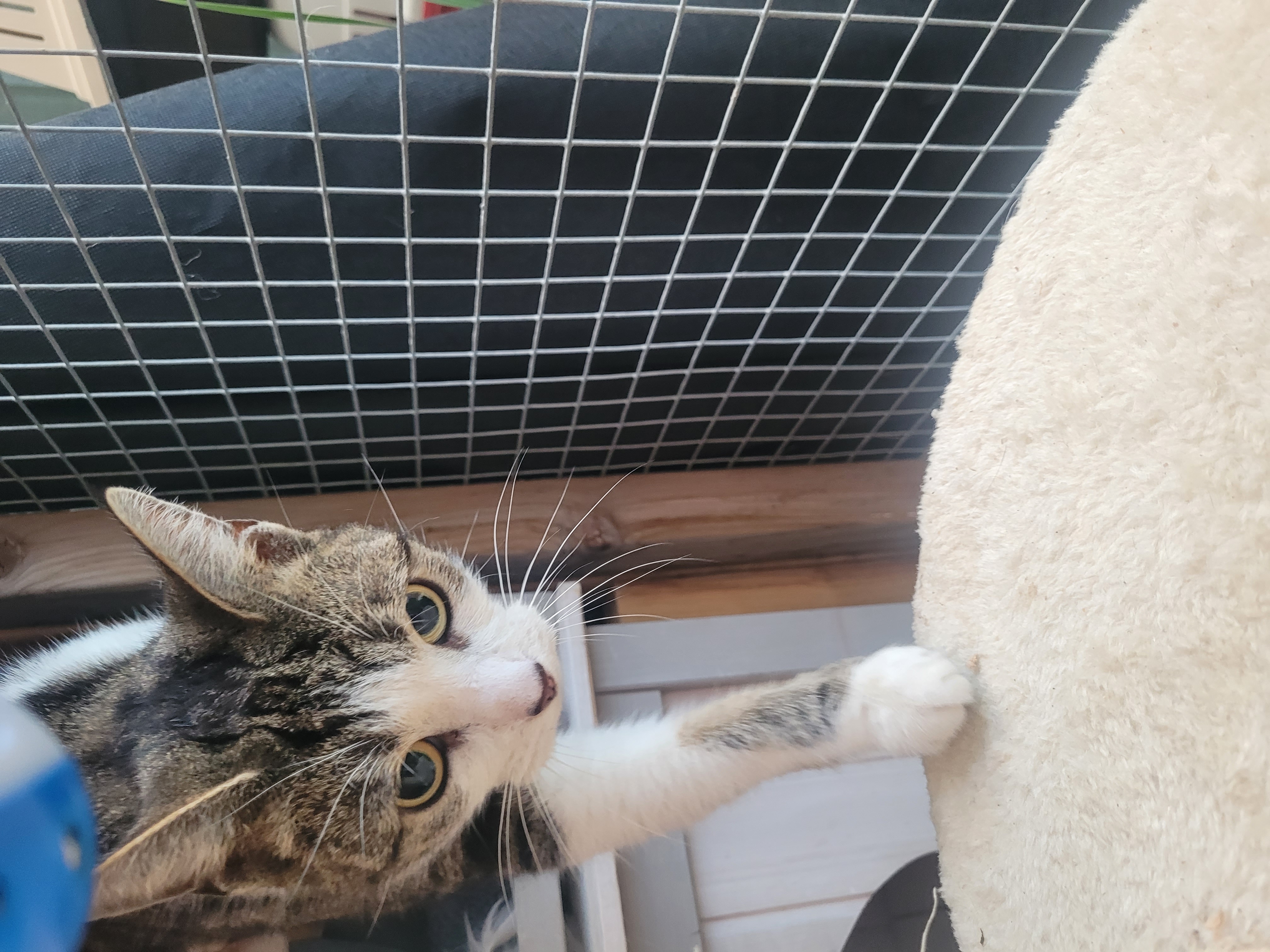 Mimi
