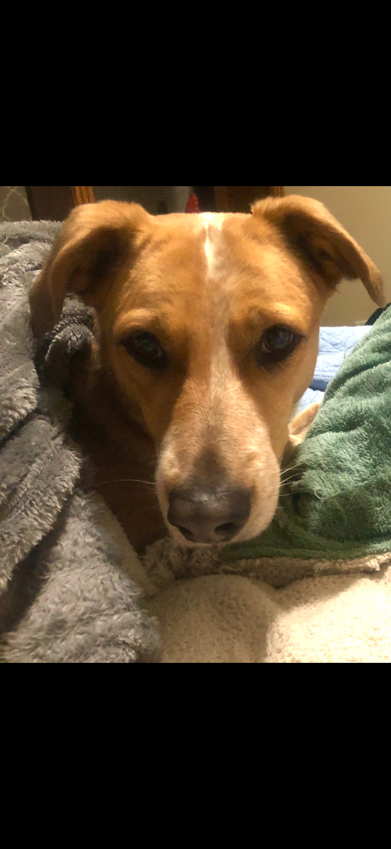 AUSTRALIAN CATTLE DOG