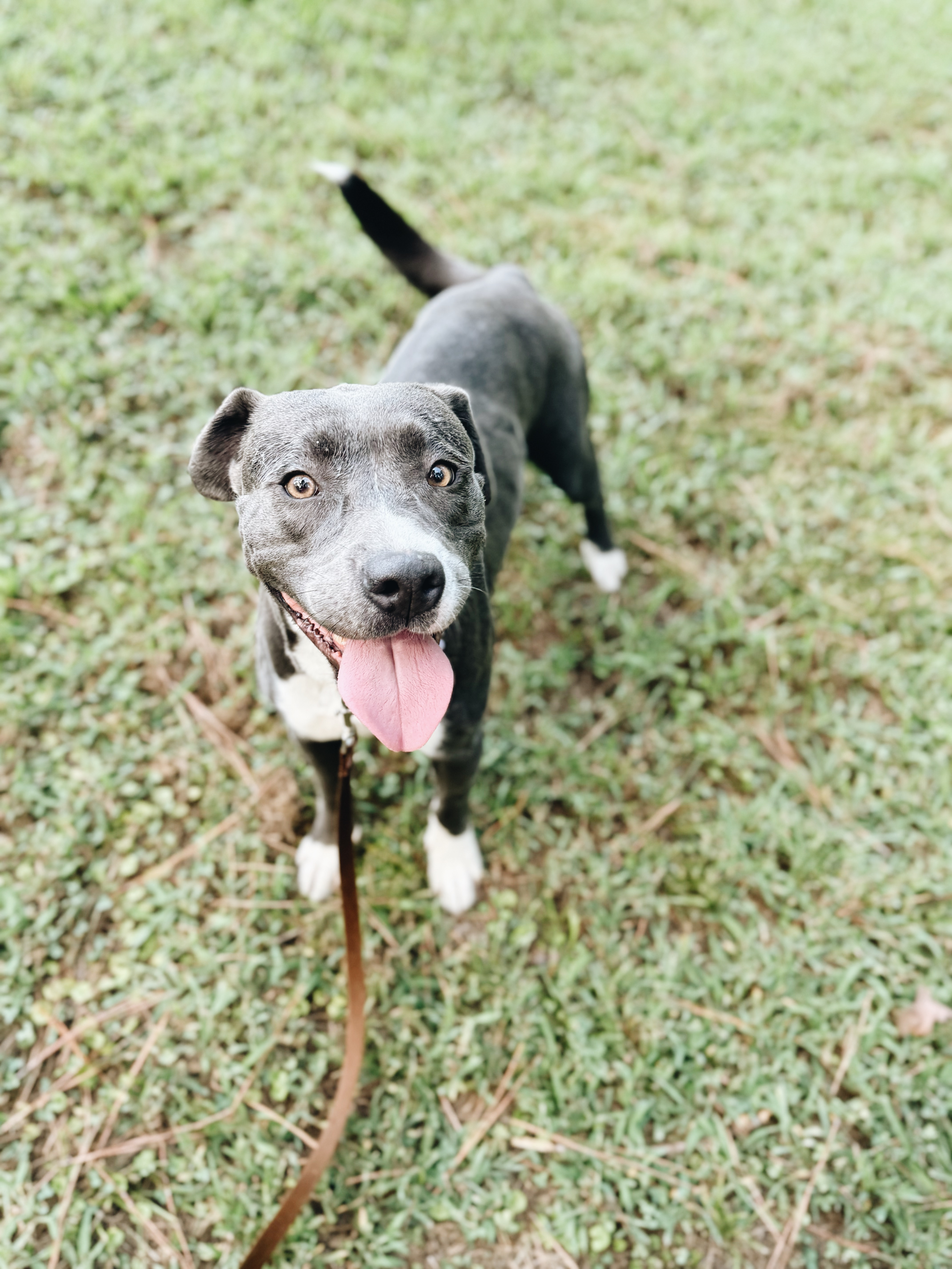 AMERICAN PIT BULL TERRIER, LABRADOR RETRIEVER