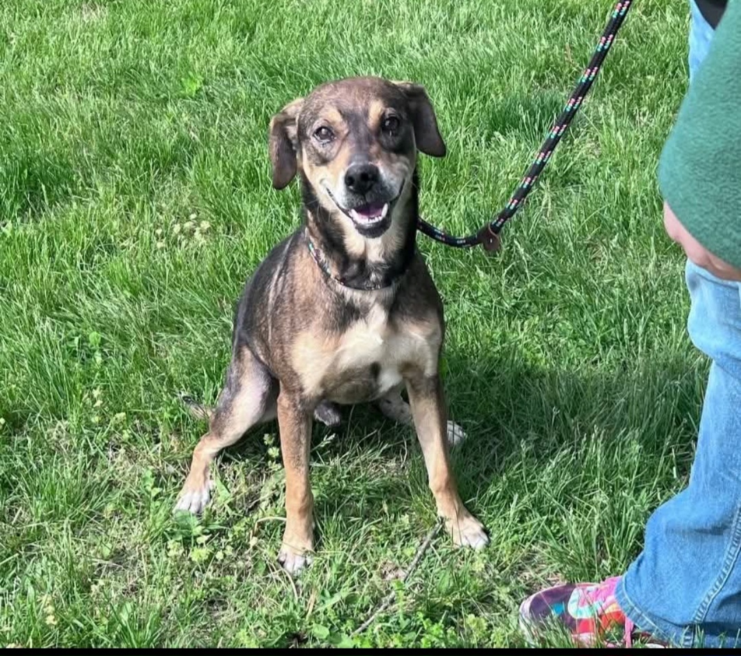 BLACK AND TAN COONHOUND, BEAGLE