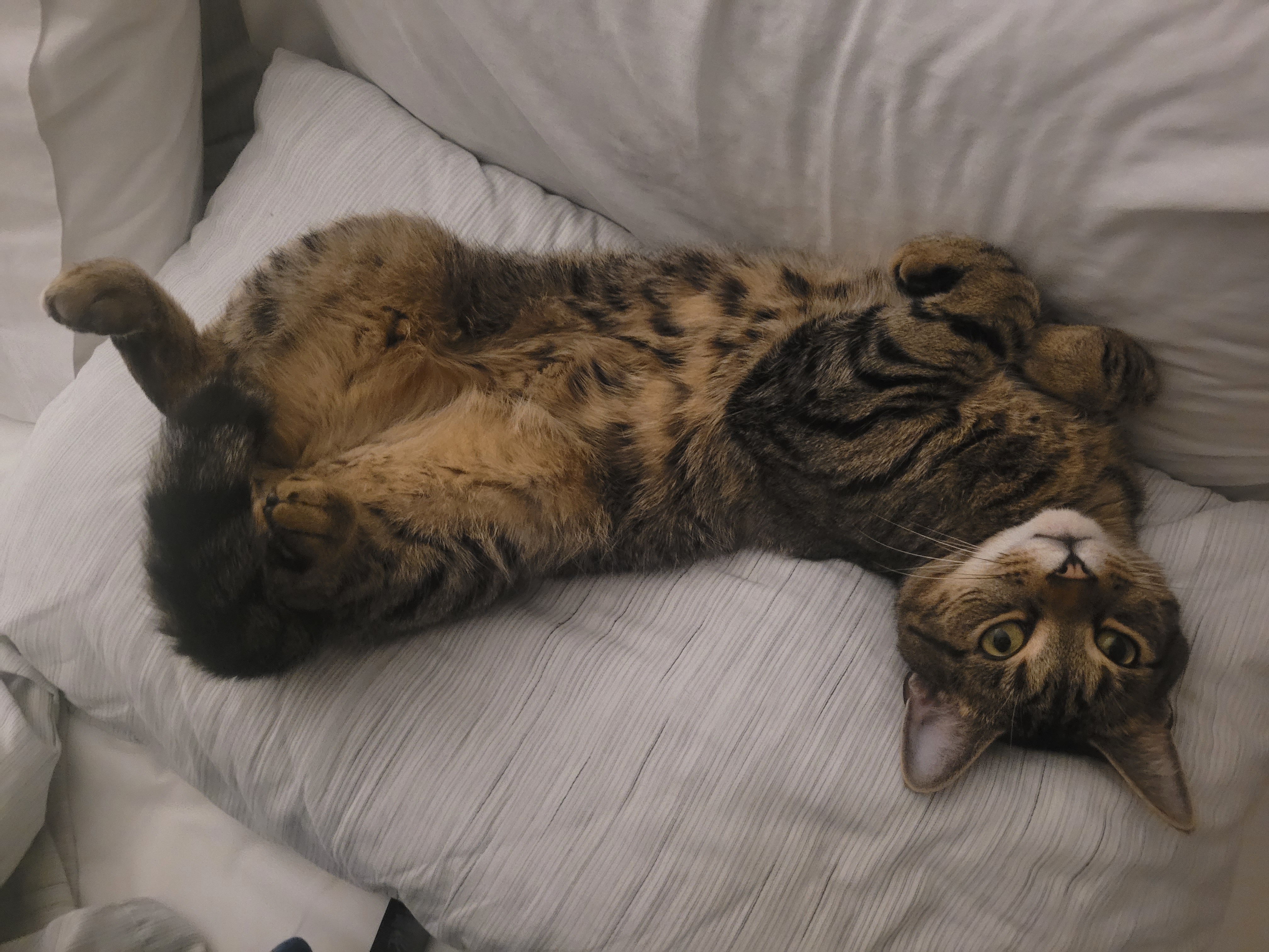 Otis