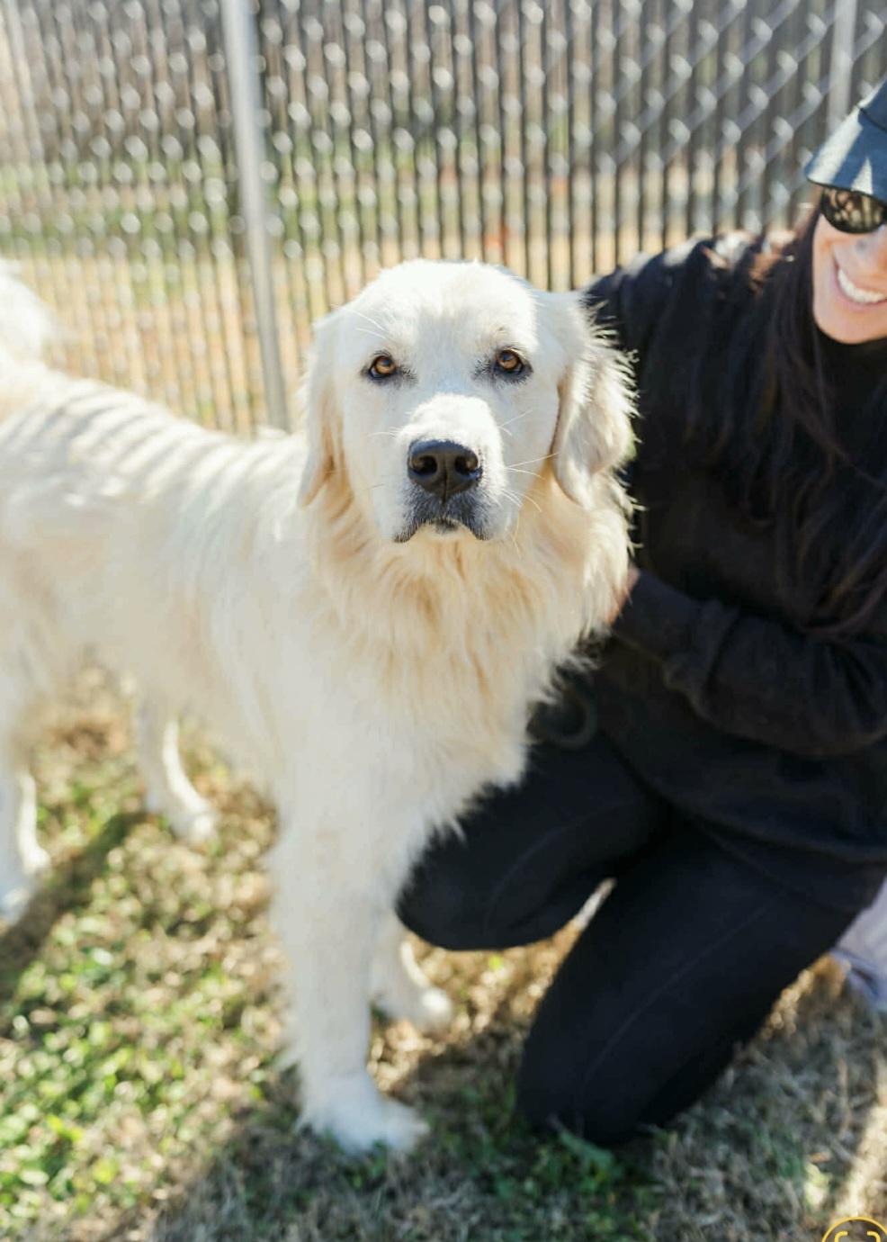 GREAT PYRENEES