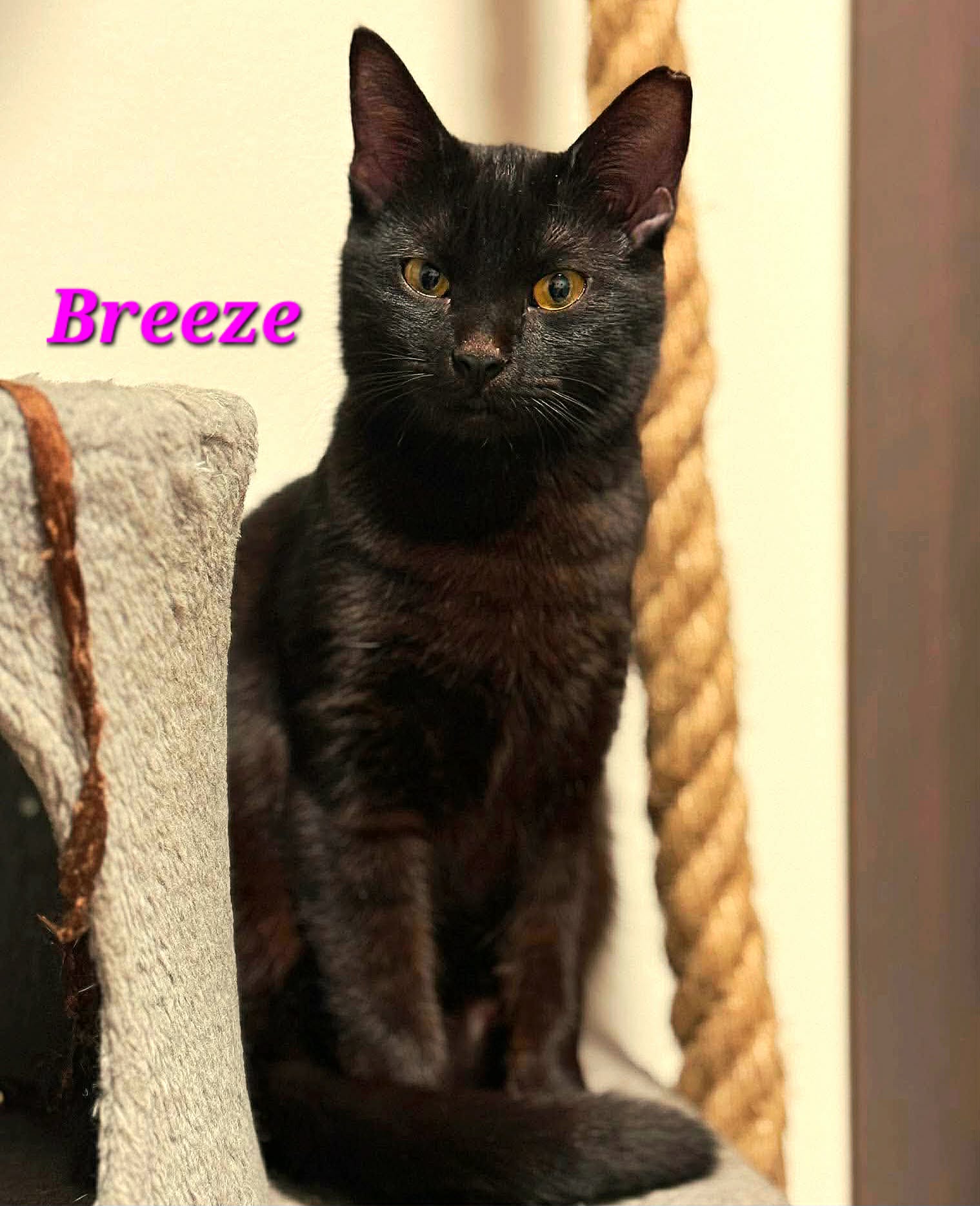  Breeze