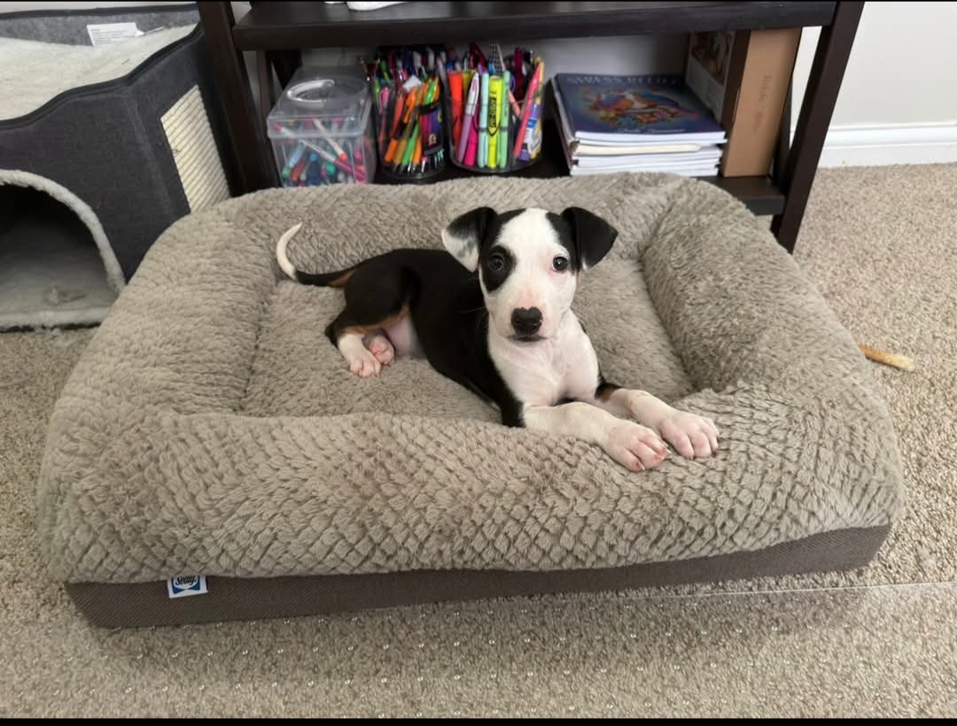 JACK RUSSELL TERRIER, CHIHUAHUA, MINIATURE PINSCHER