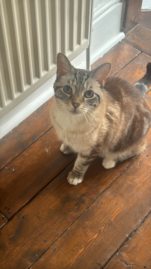 Loki