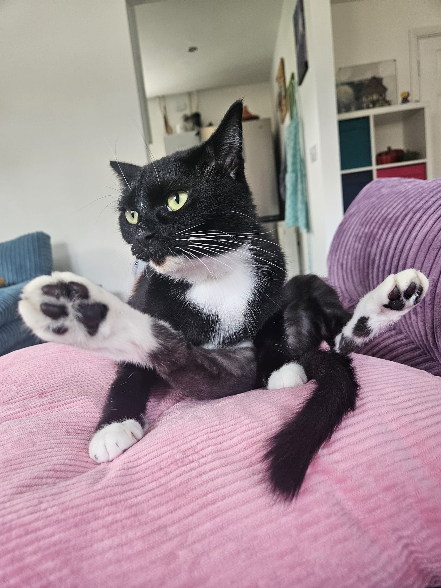 Nova