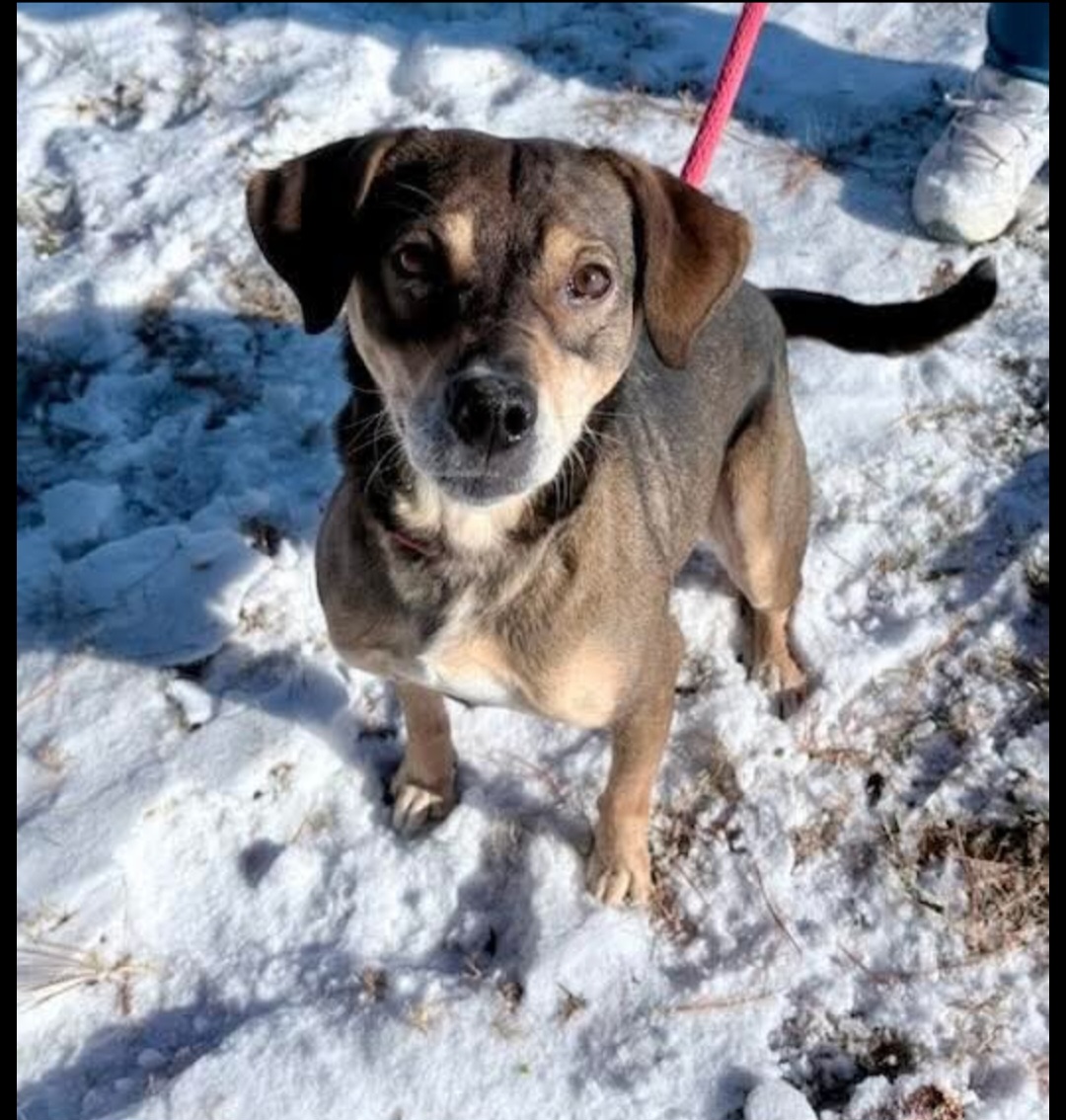 BLACK AND TAN COONHOUND, BEAGLE