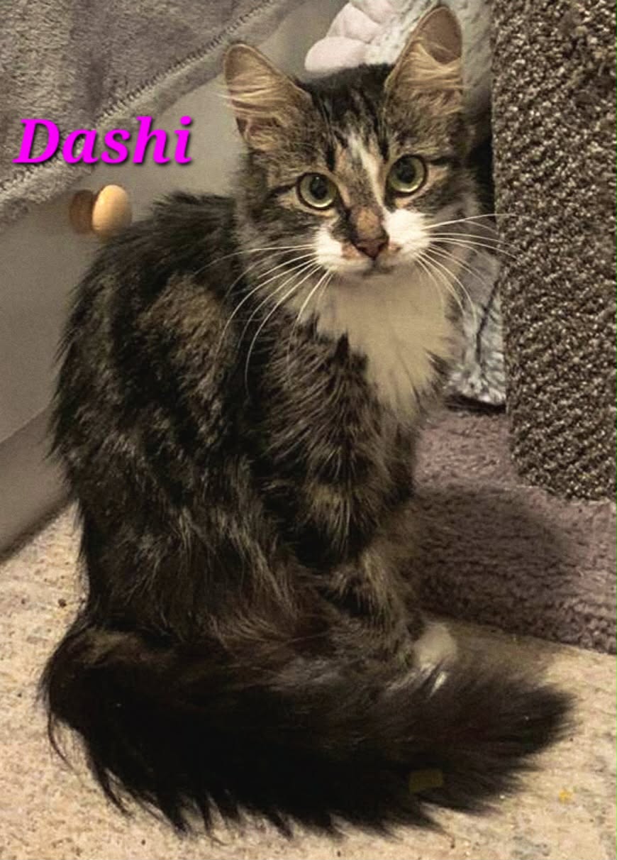 Dashi