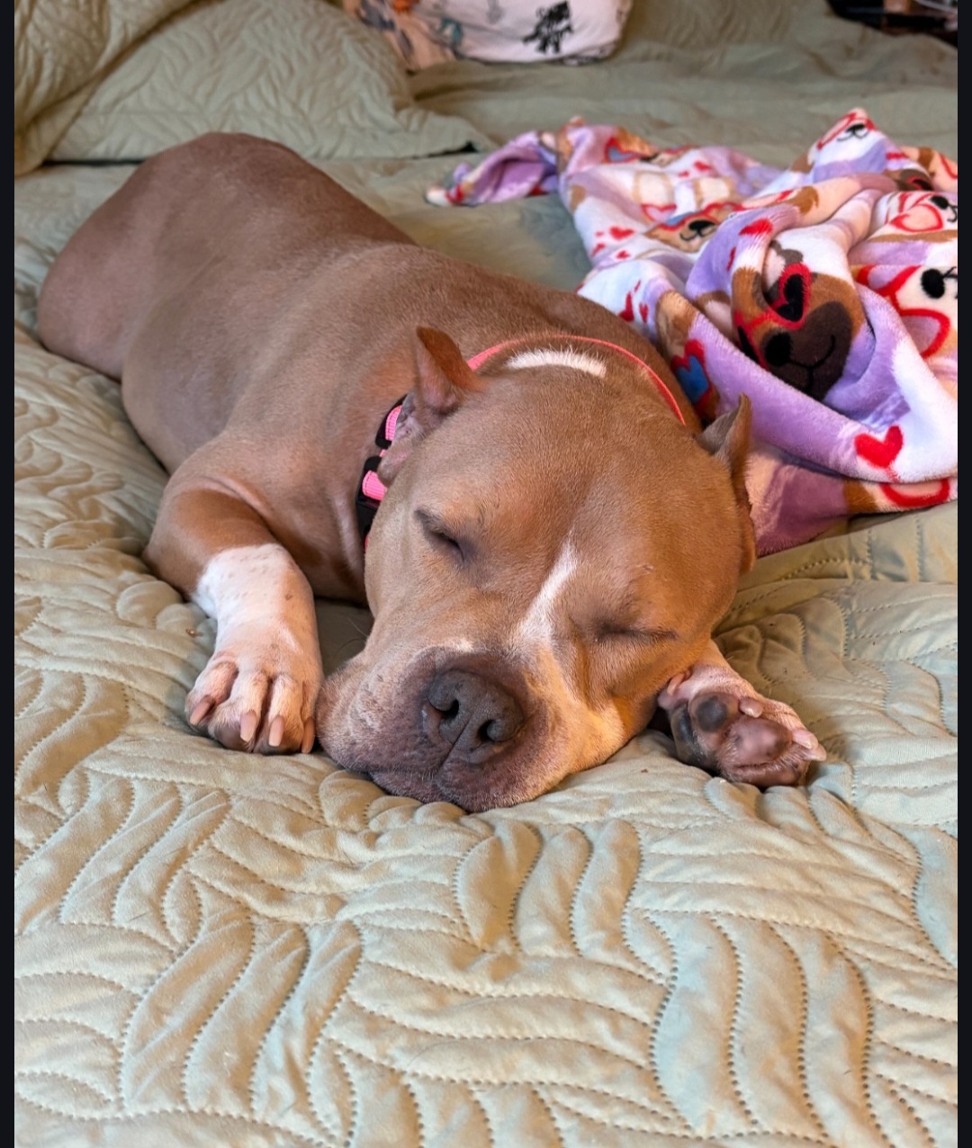 AMERICAN STAFFORDSHIRE TERRIER