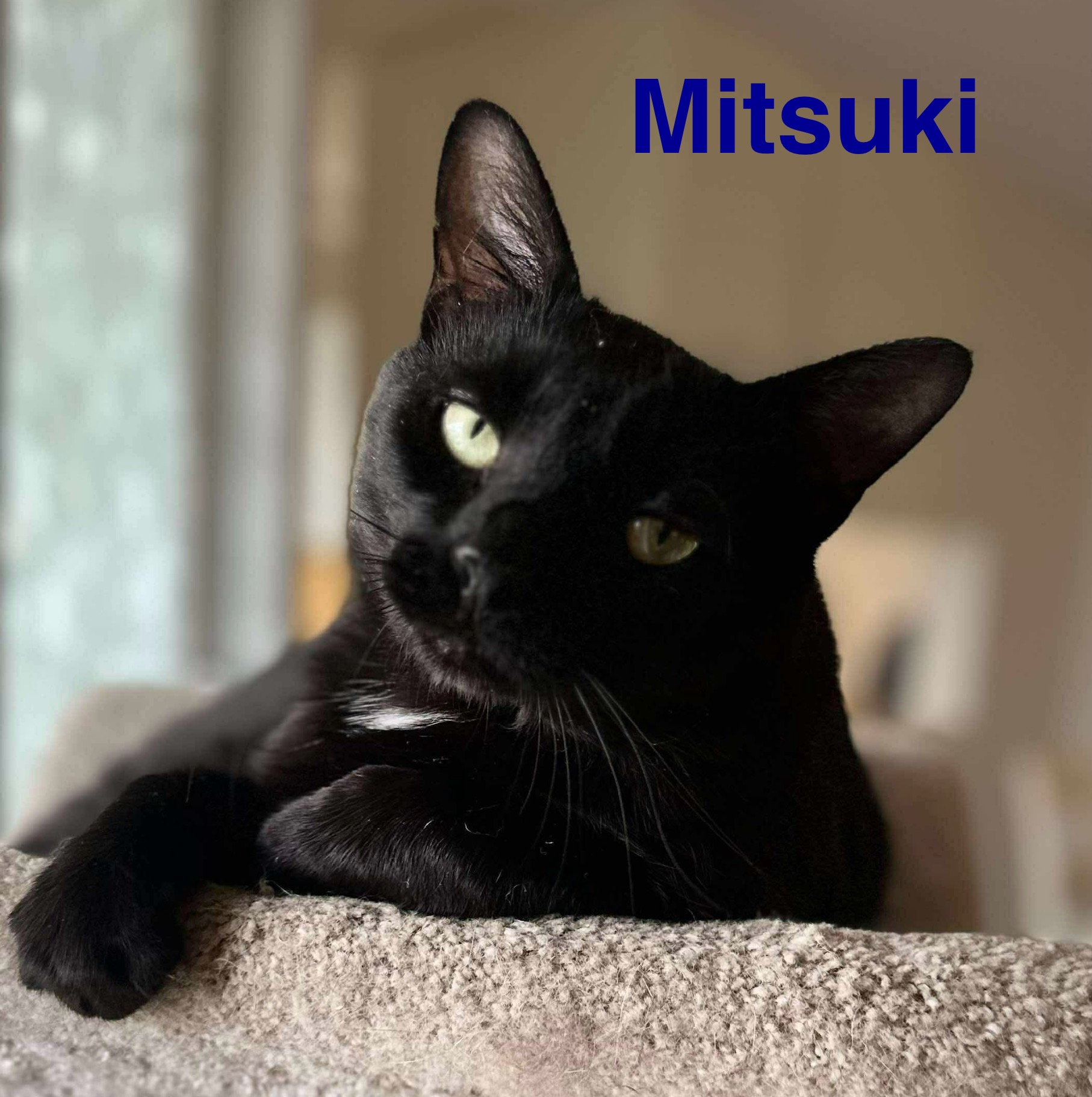 Mitsuki