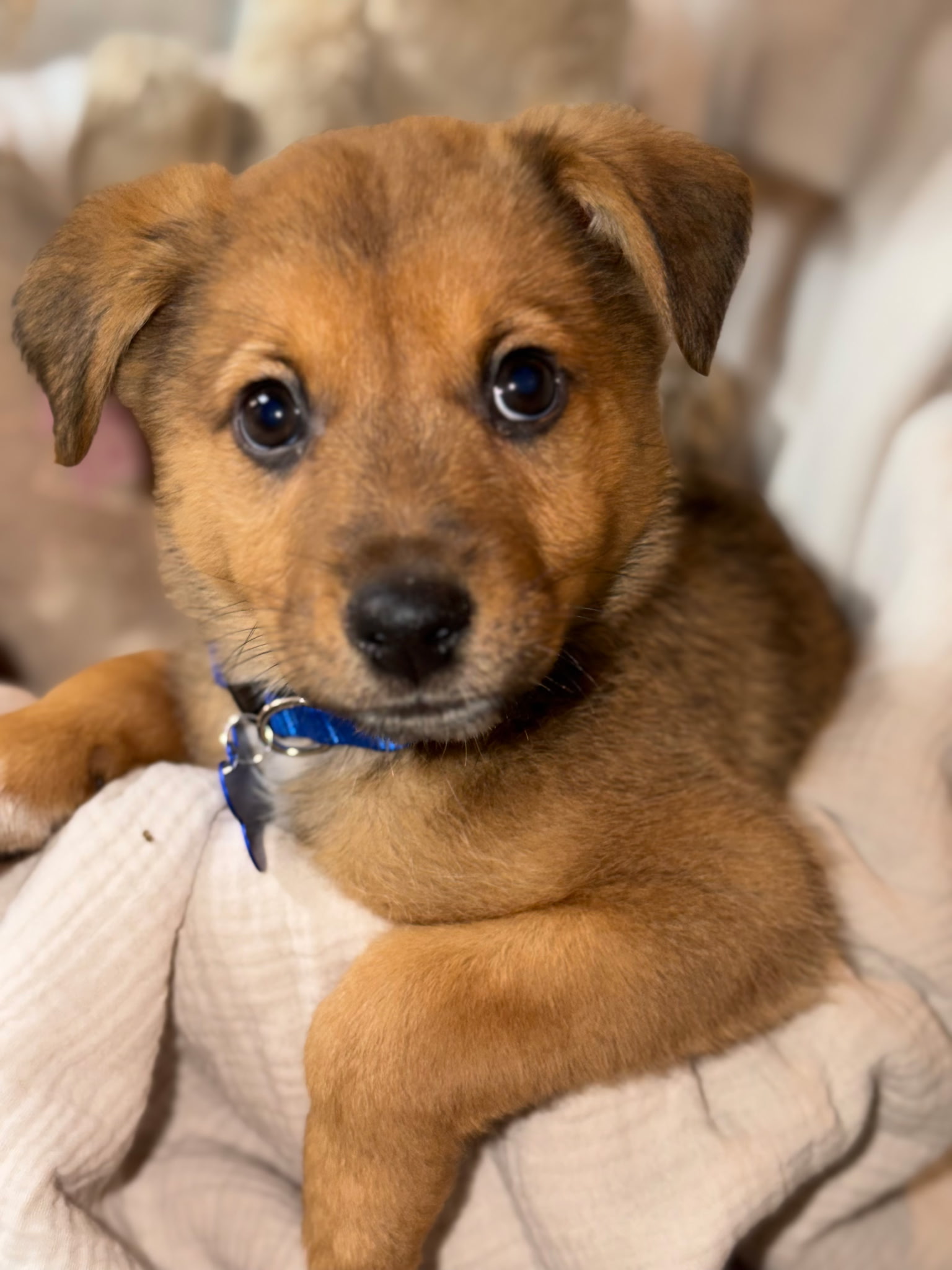 SHETLAND SHEEPDOG, AUSTRALIAN SHEPHERD