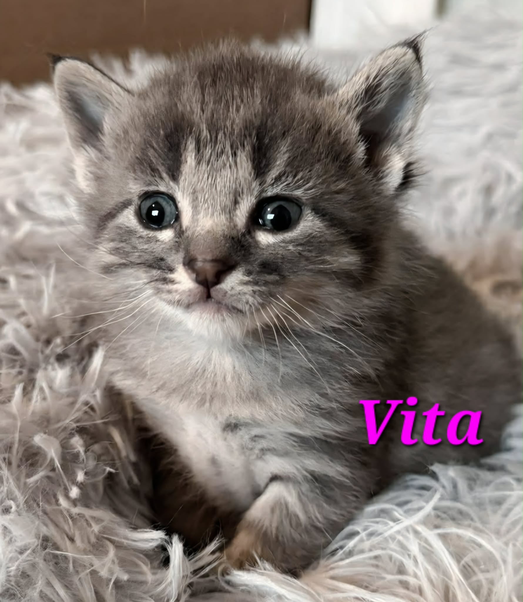Vita