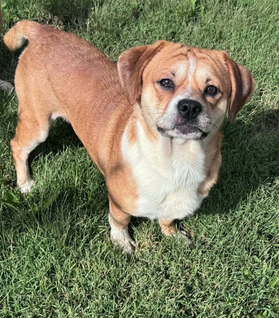 PUGGLE
