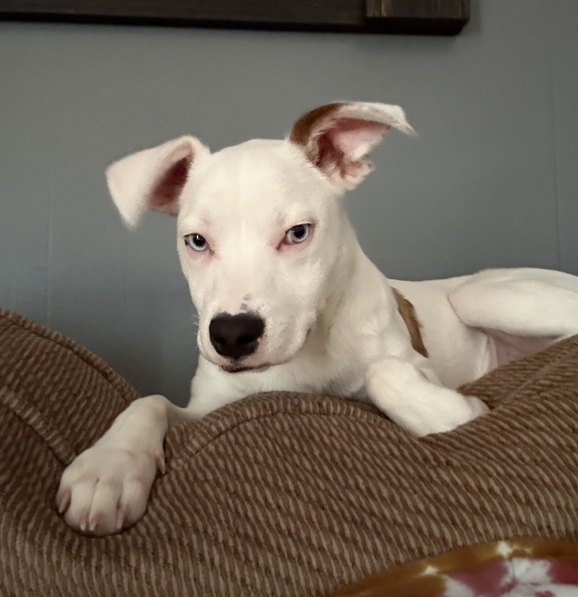 Milo