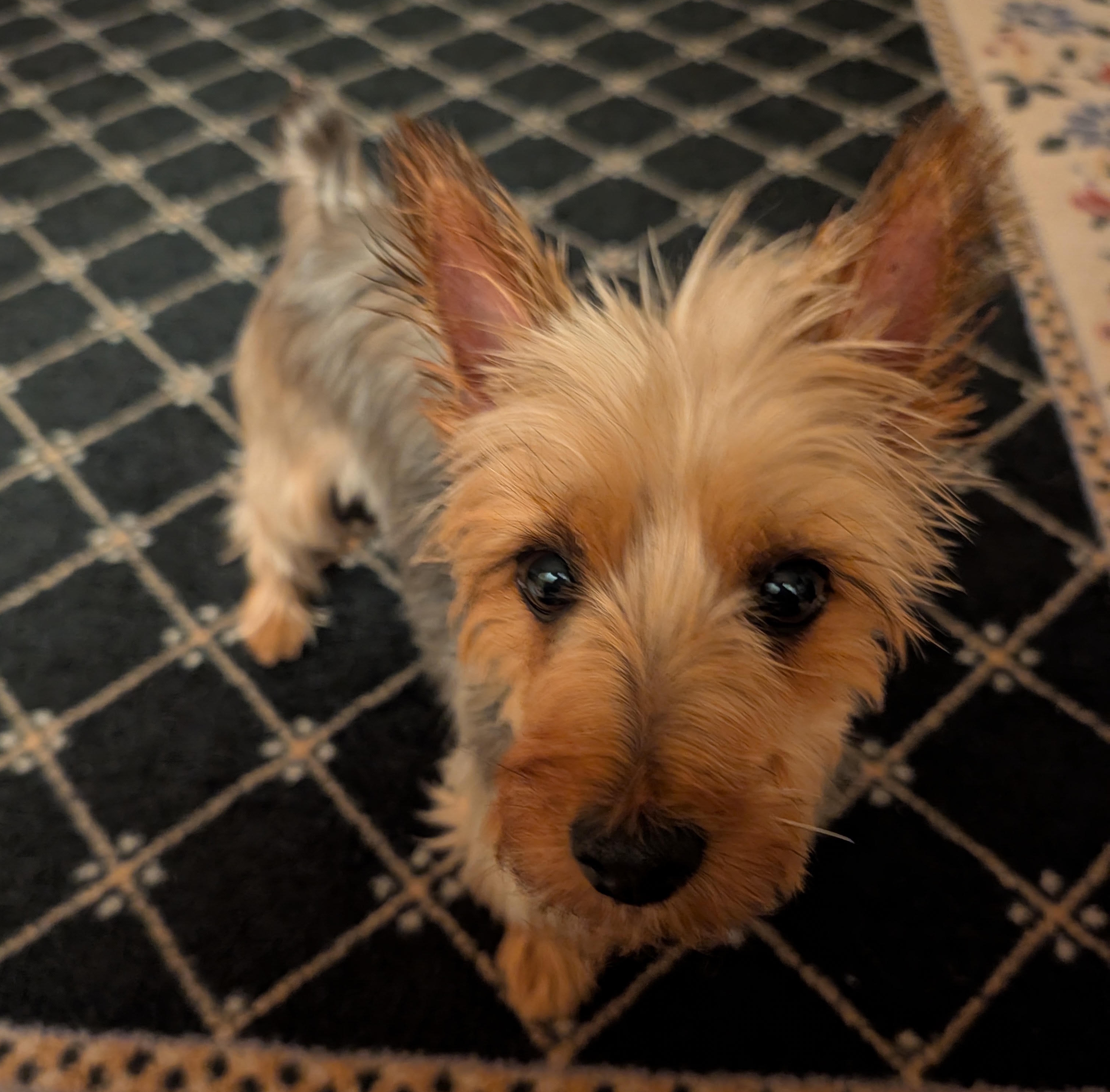Darby