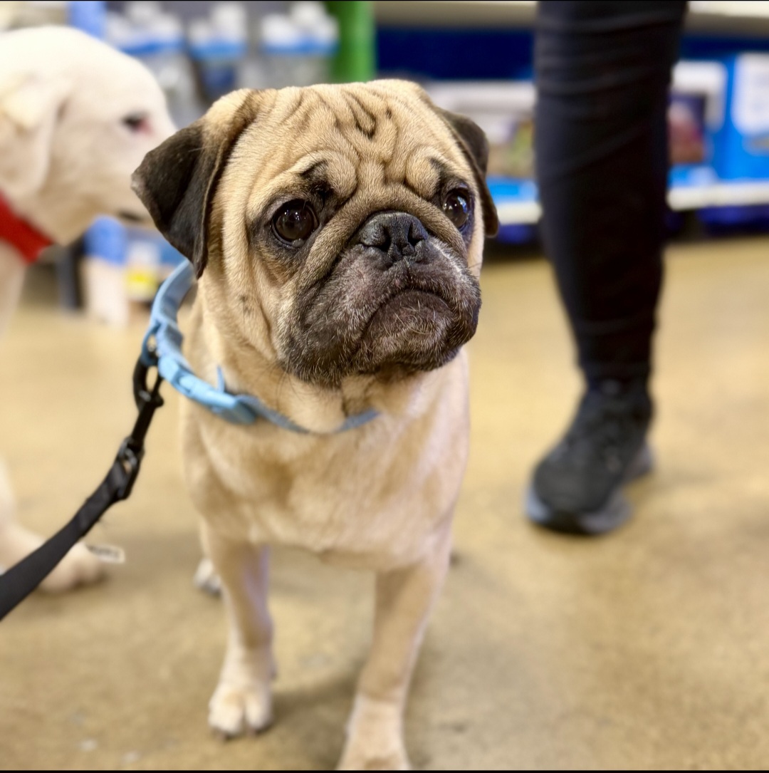 PUG
