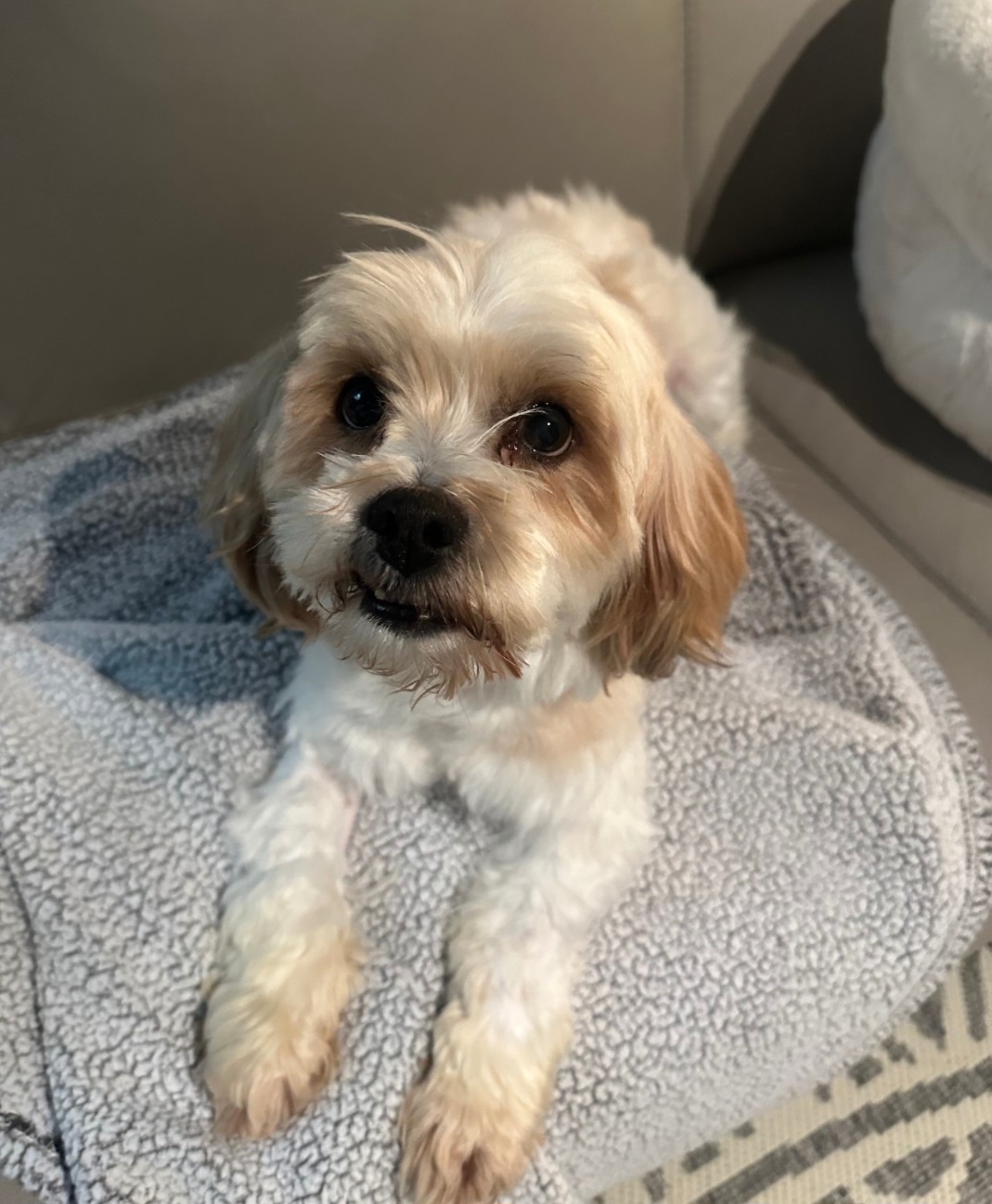 MINIATURE POODLE, SHIH TZU