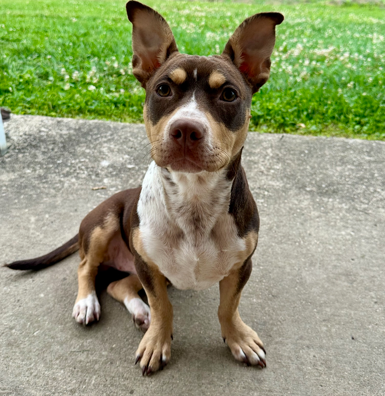 AMERICAN STAFFORDSHIRE TERRIER