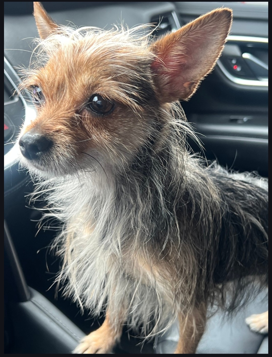 YORKSHIRE TERRIER, CHIHUAHUA