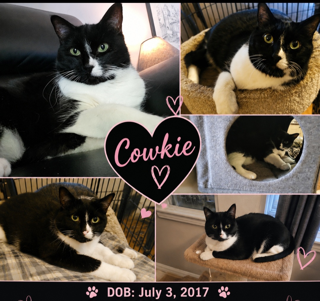 Cowkie
