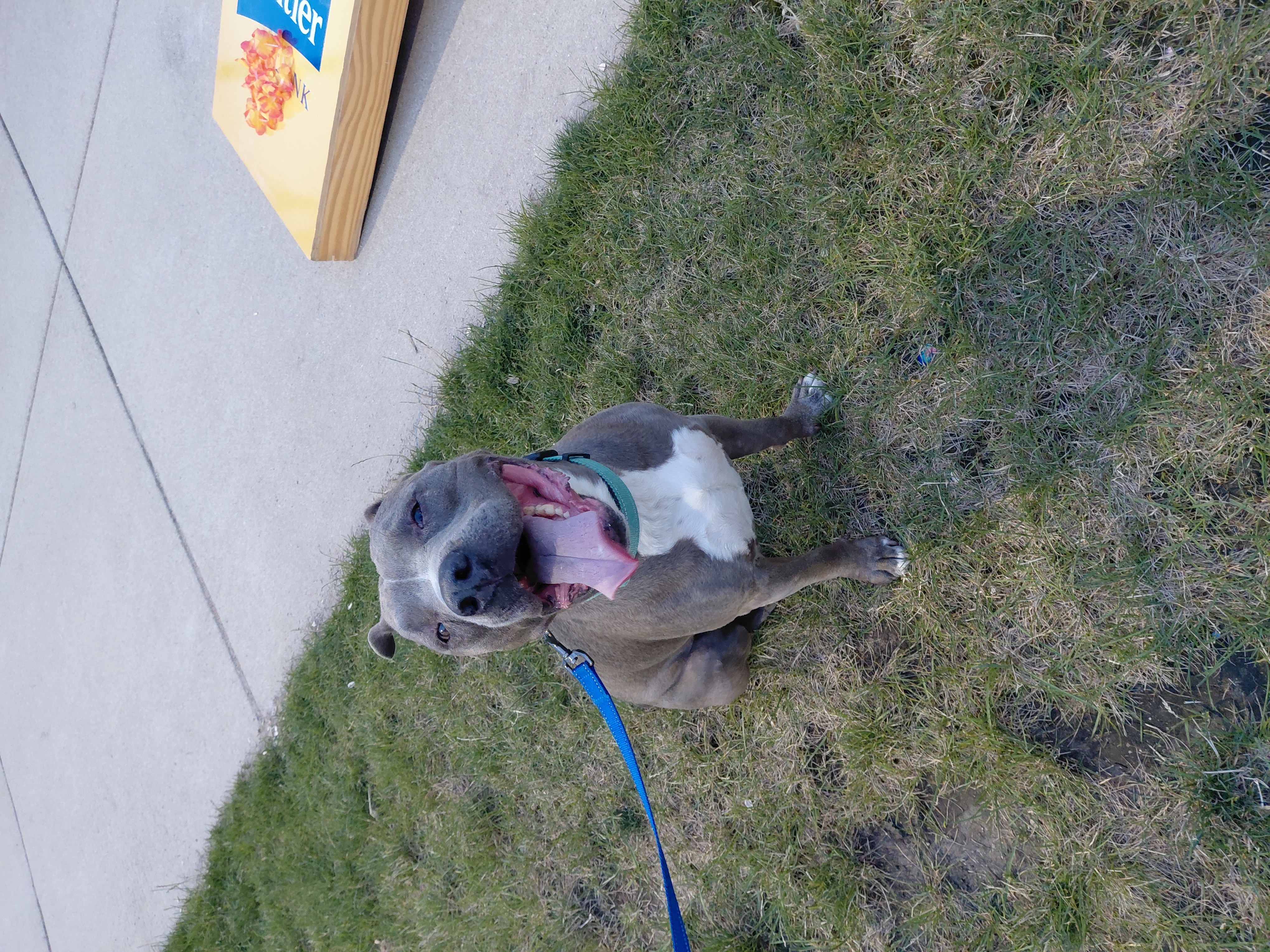 AMERICAN PIT BULL TERRIER