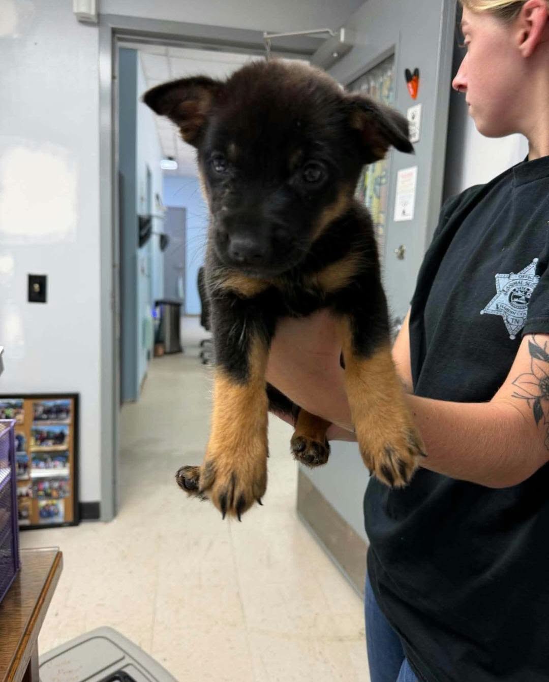 AUSTRALIAN CATTLE DOG