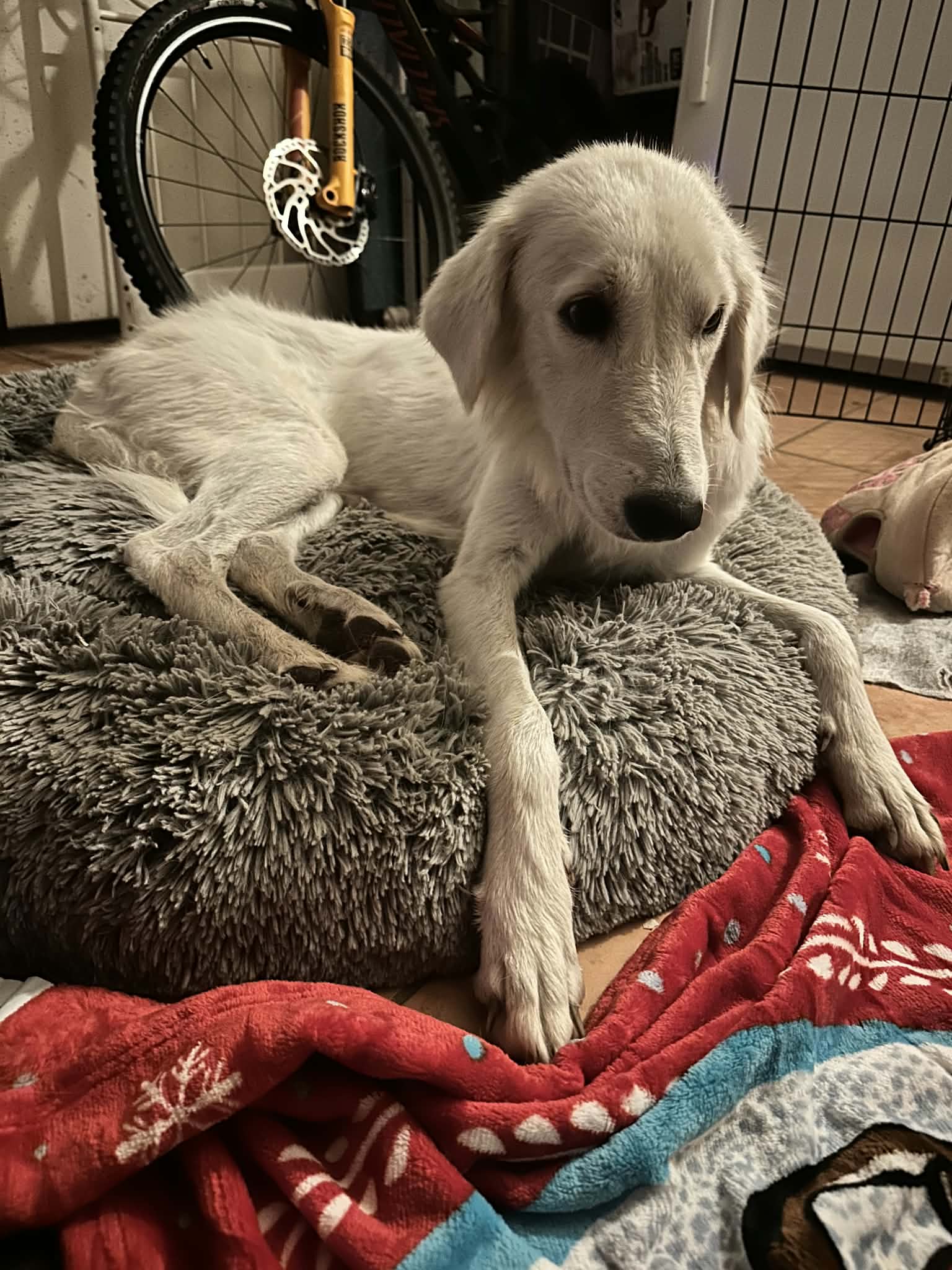 Willow
