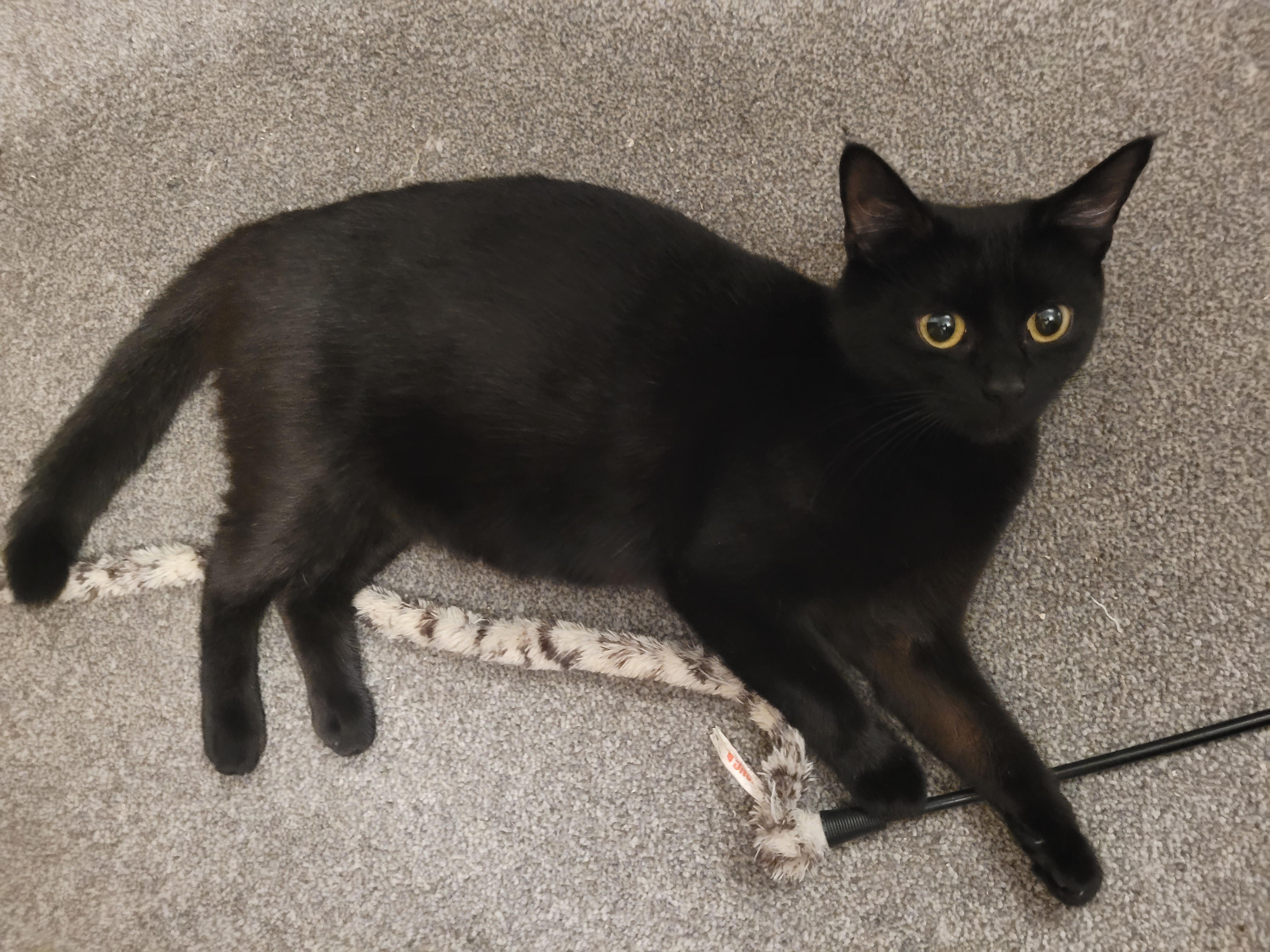 Suki