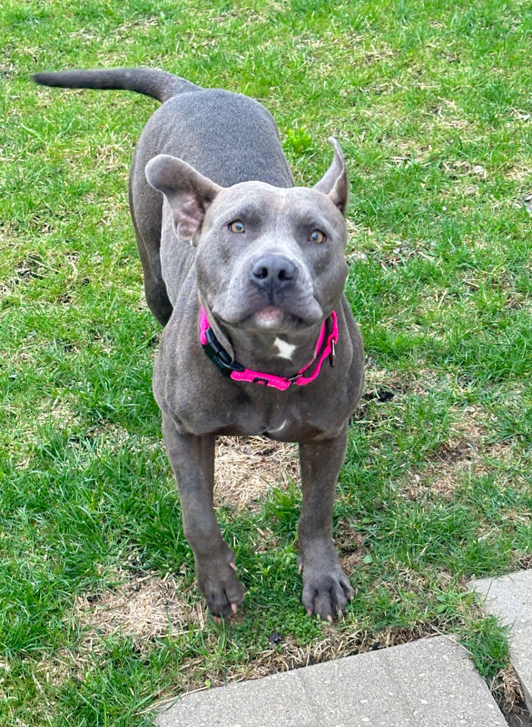 AMERICAN PIT BULL TERRIER