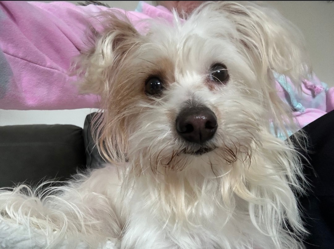 COTON DE TULEAR, HAVANESE