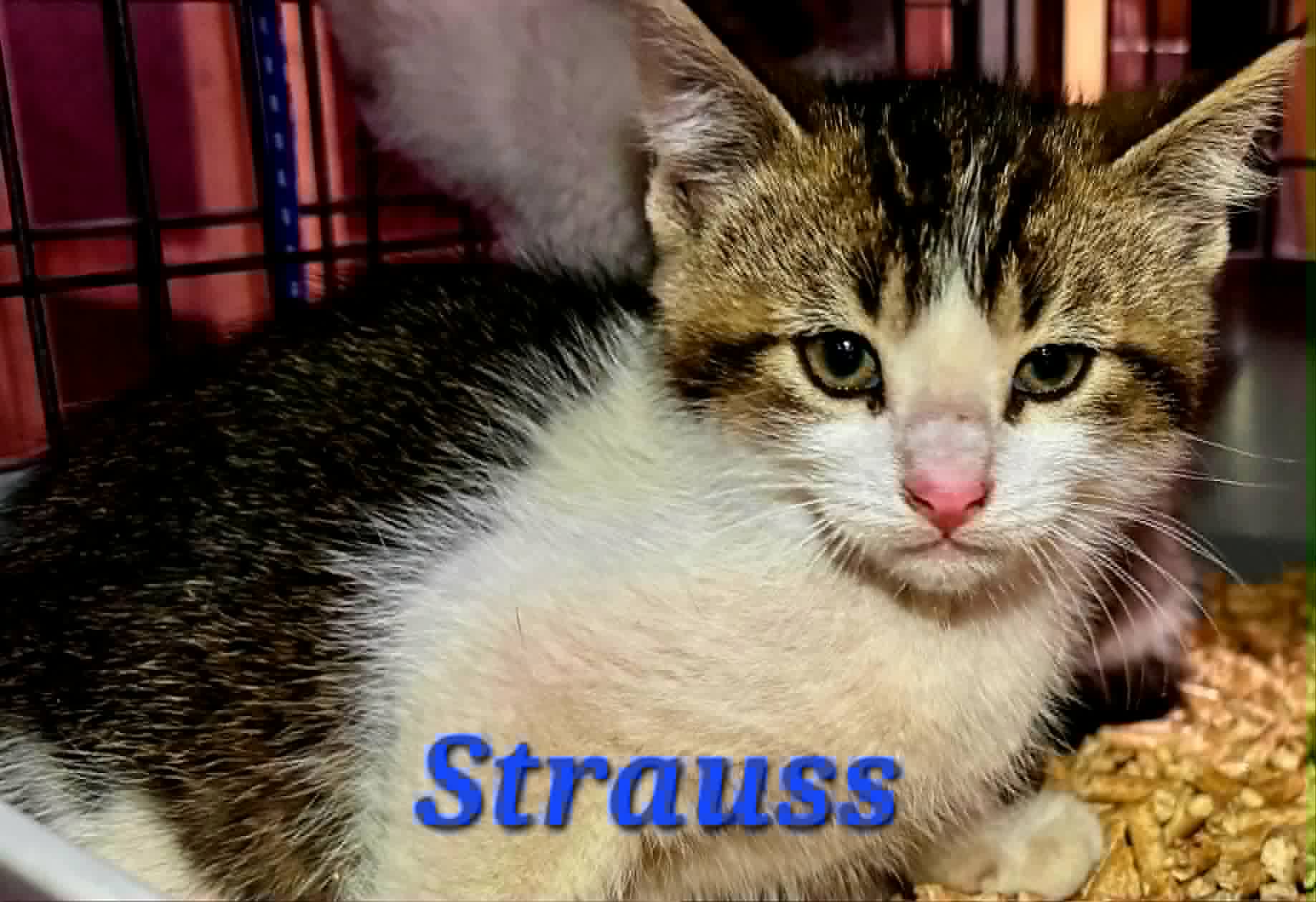 Strauss 