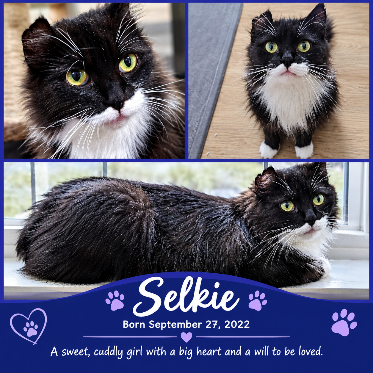 Selkie