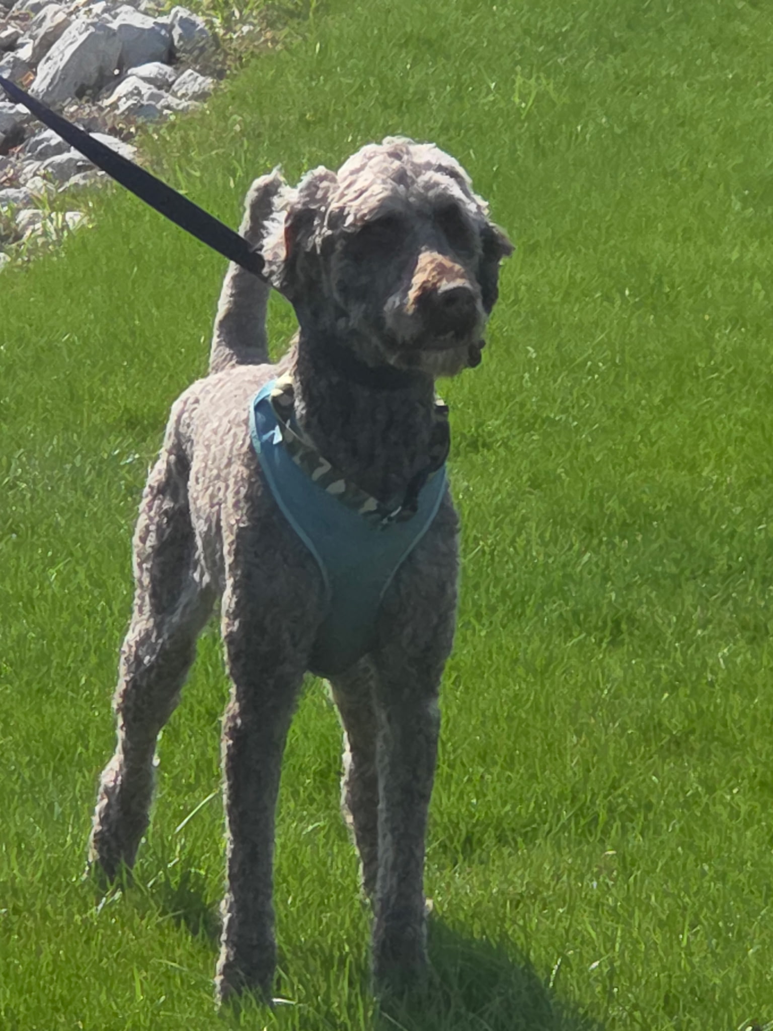 STANDARD POODLE, WEIMARANER