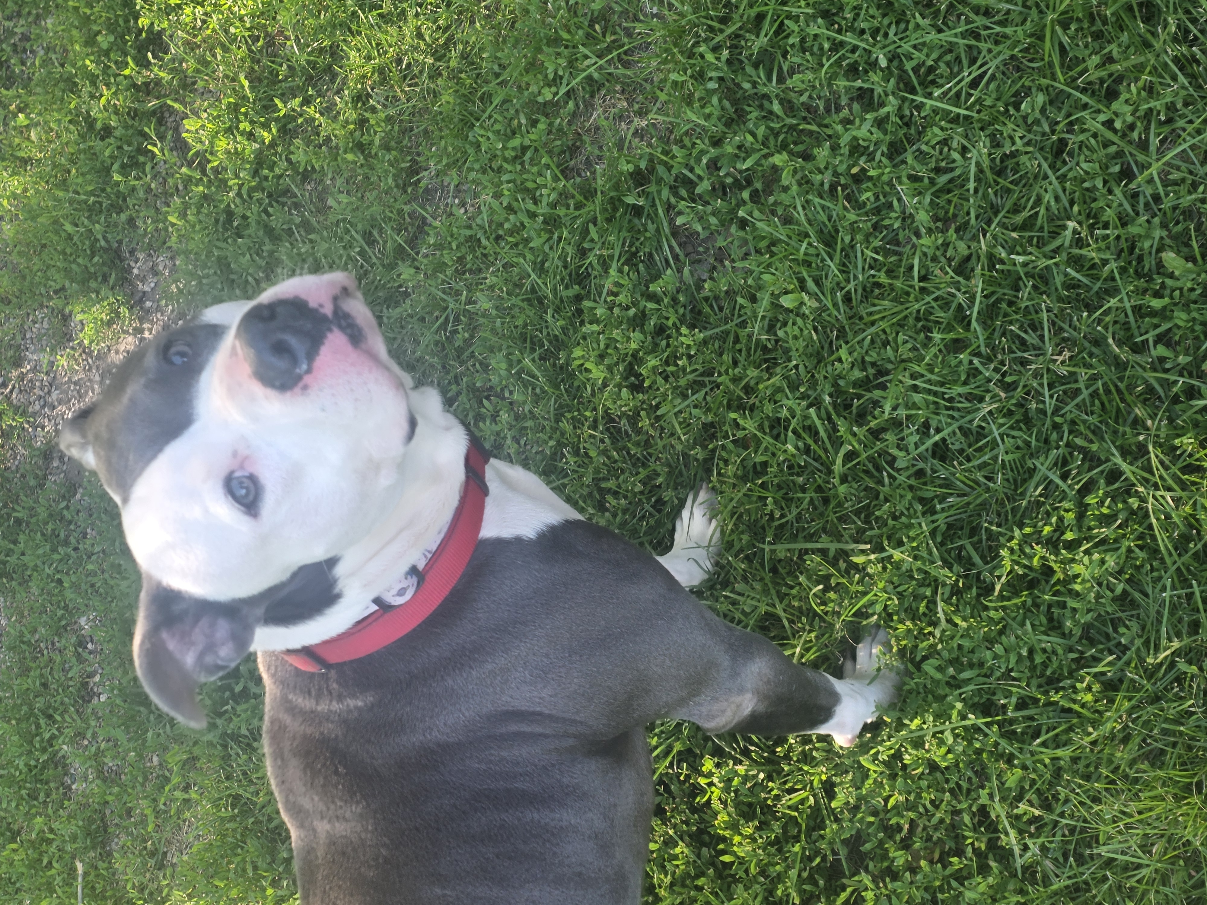 AMERICAN PIT BULL TERRIER
