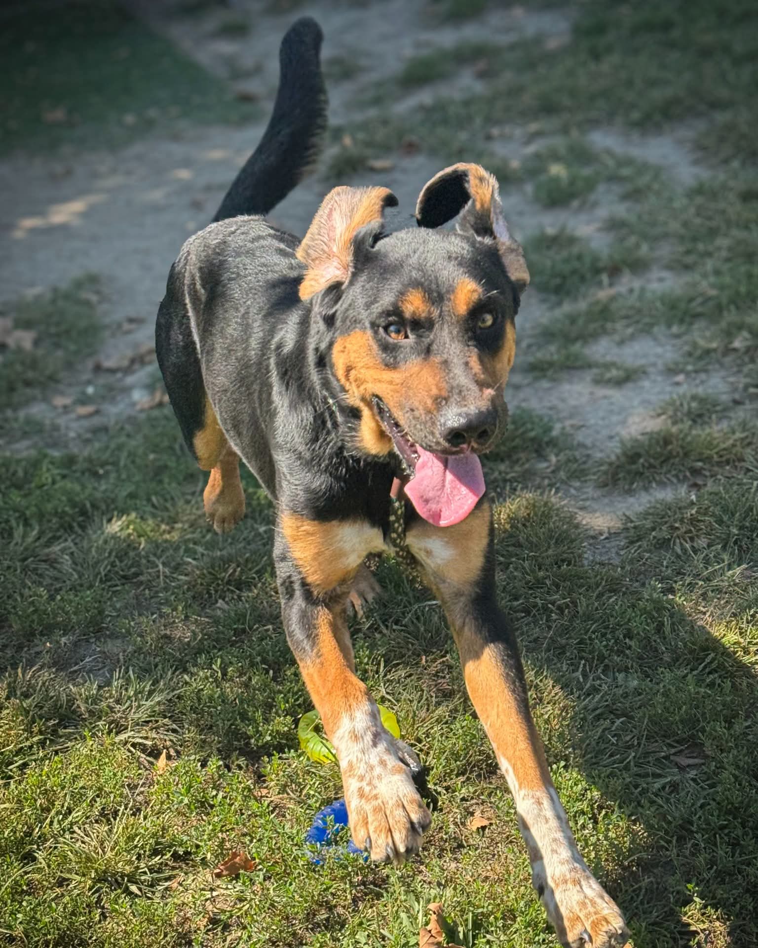 BLACK AND TAN COONHOUND