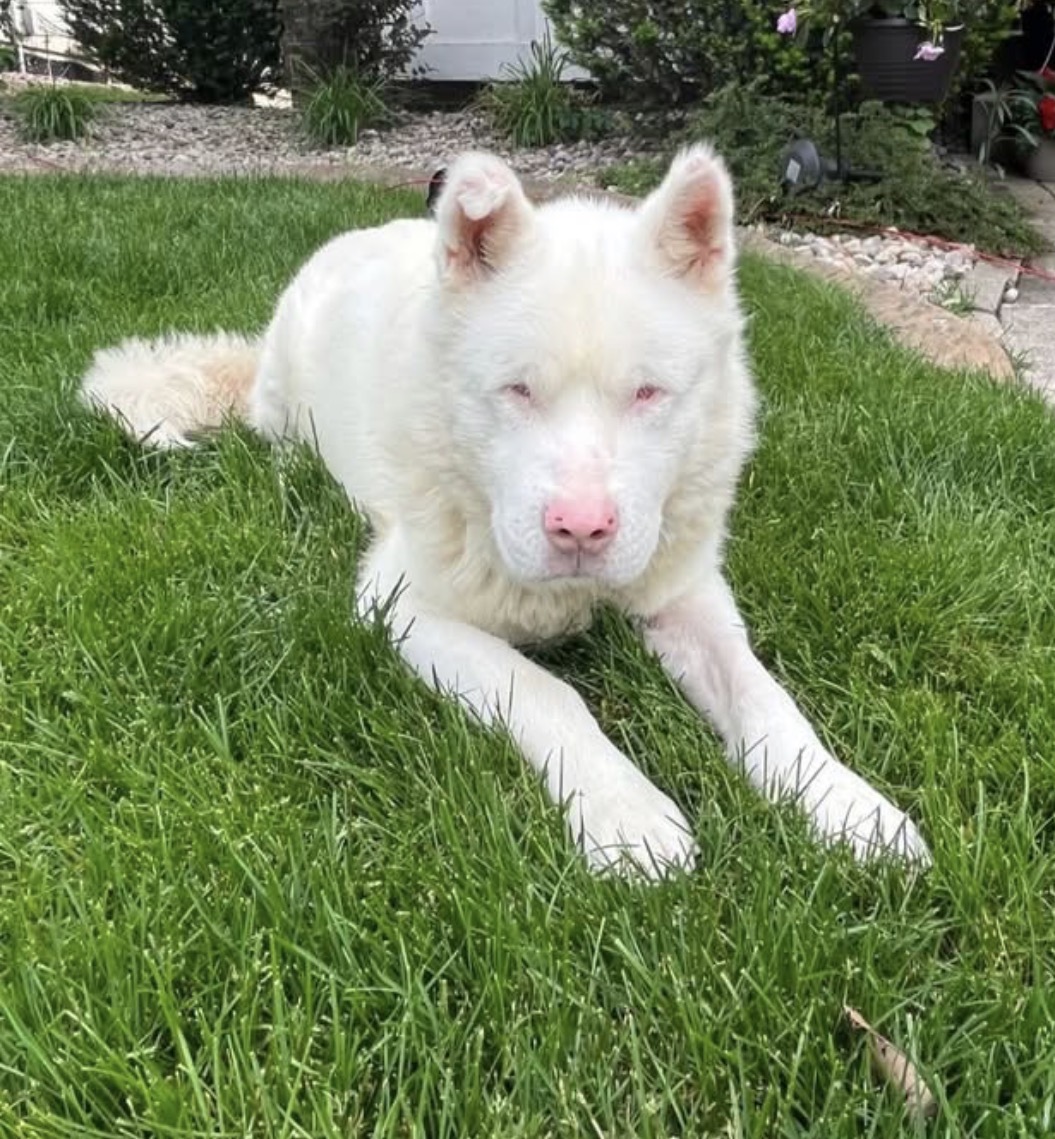 AKITA, SIBERIAN HUSKY, CHOW CHOW
