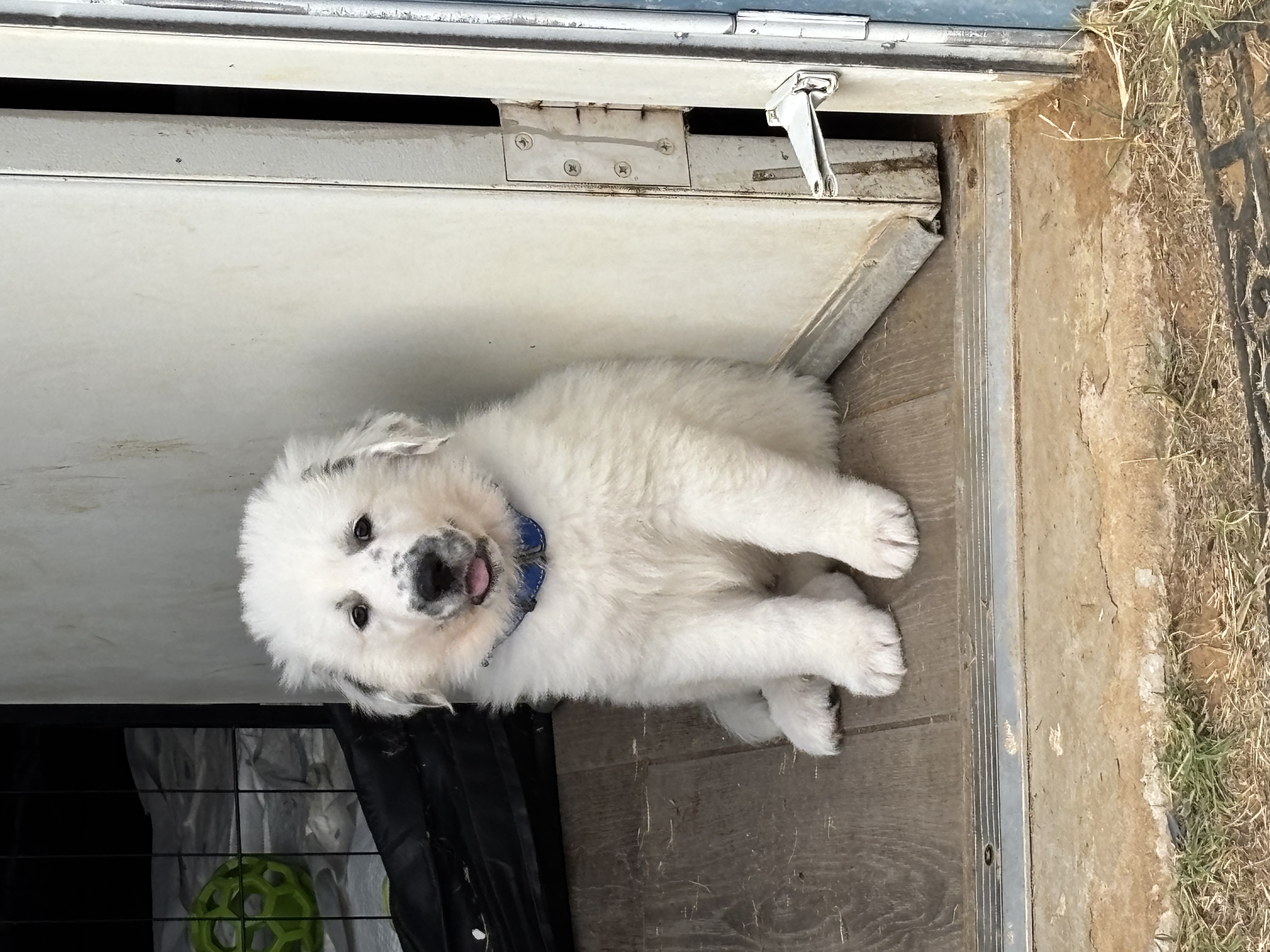 Speck