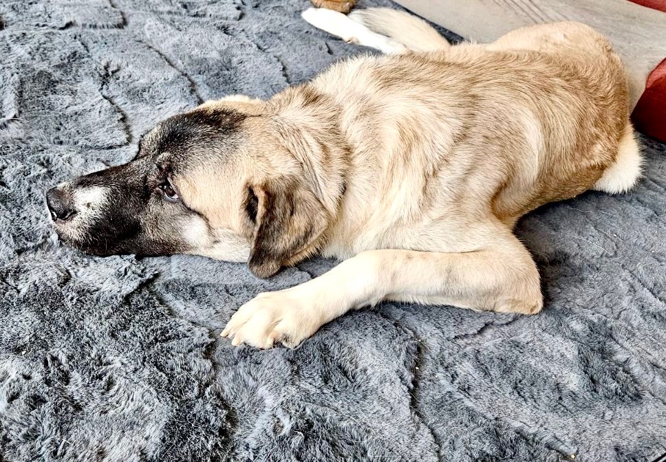 ANATOLIAN SHEPHERD DOG
