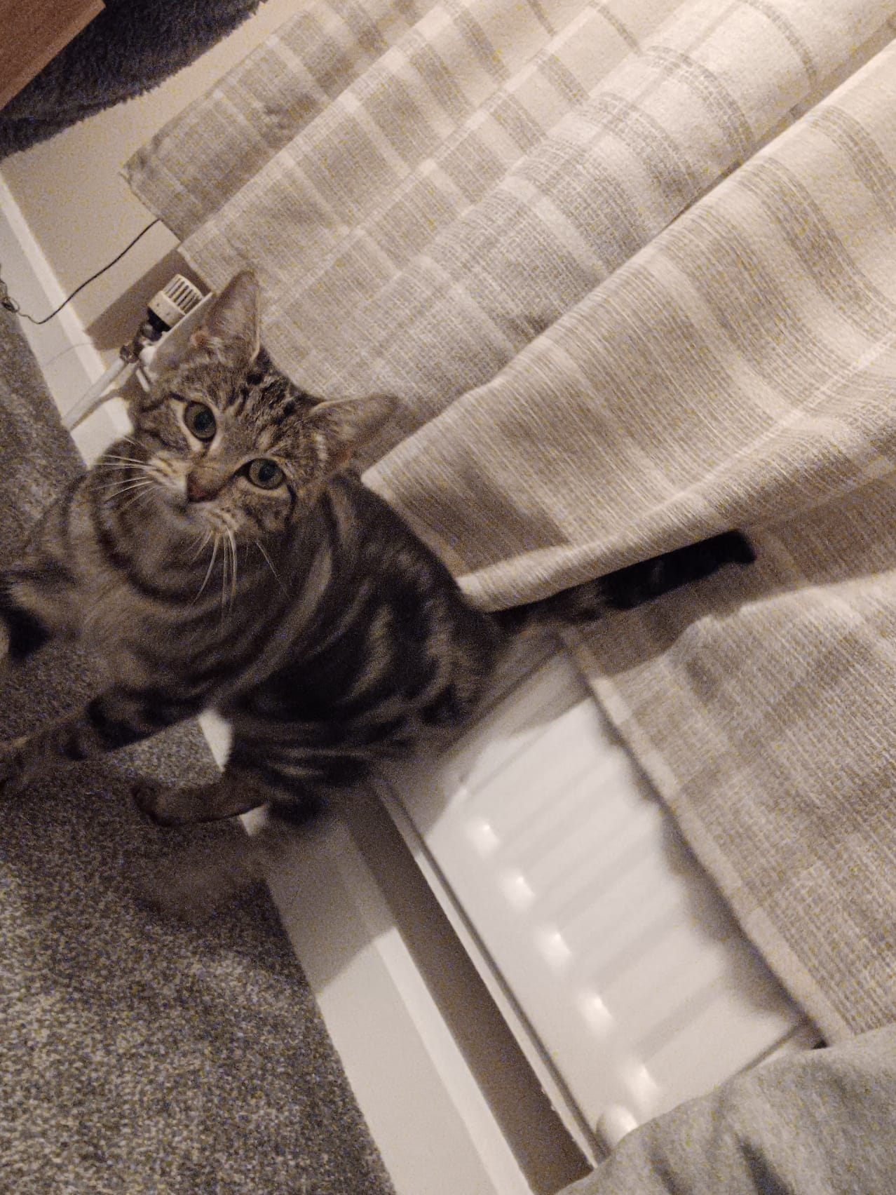 Willow