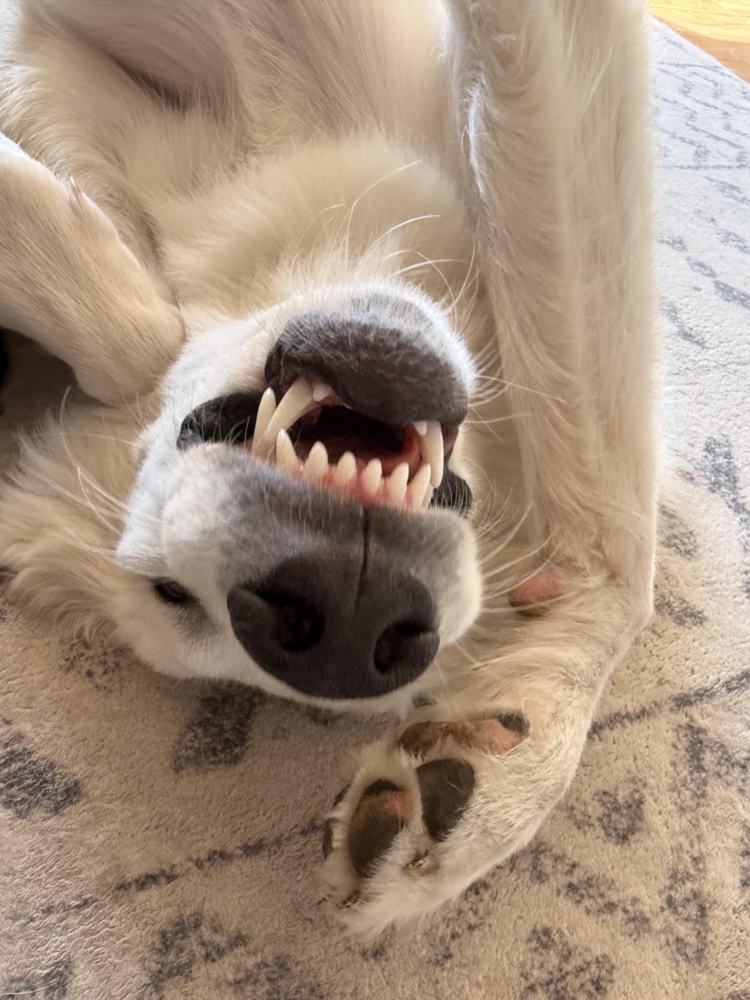 Otis
