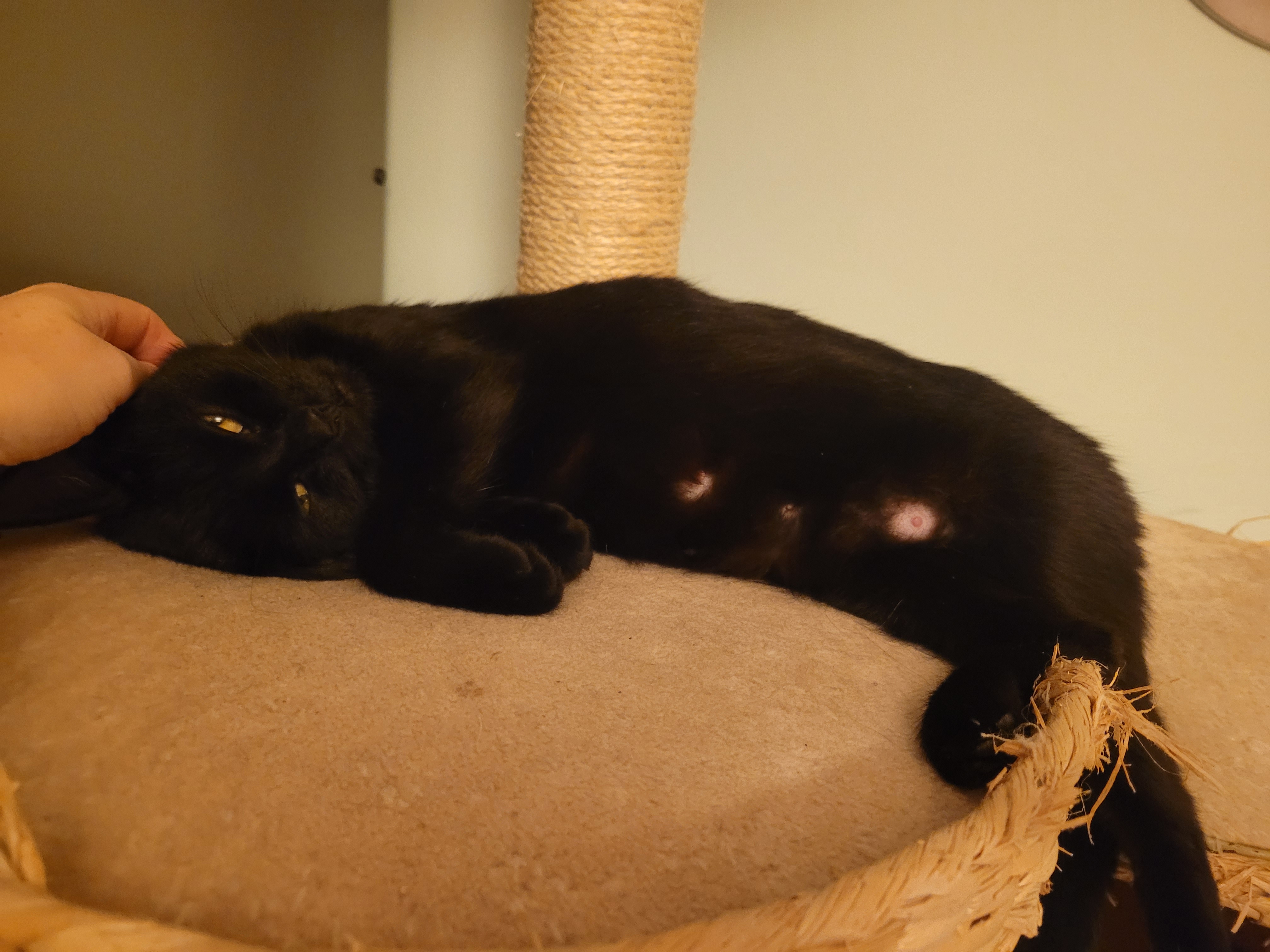 Suki