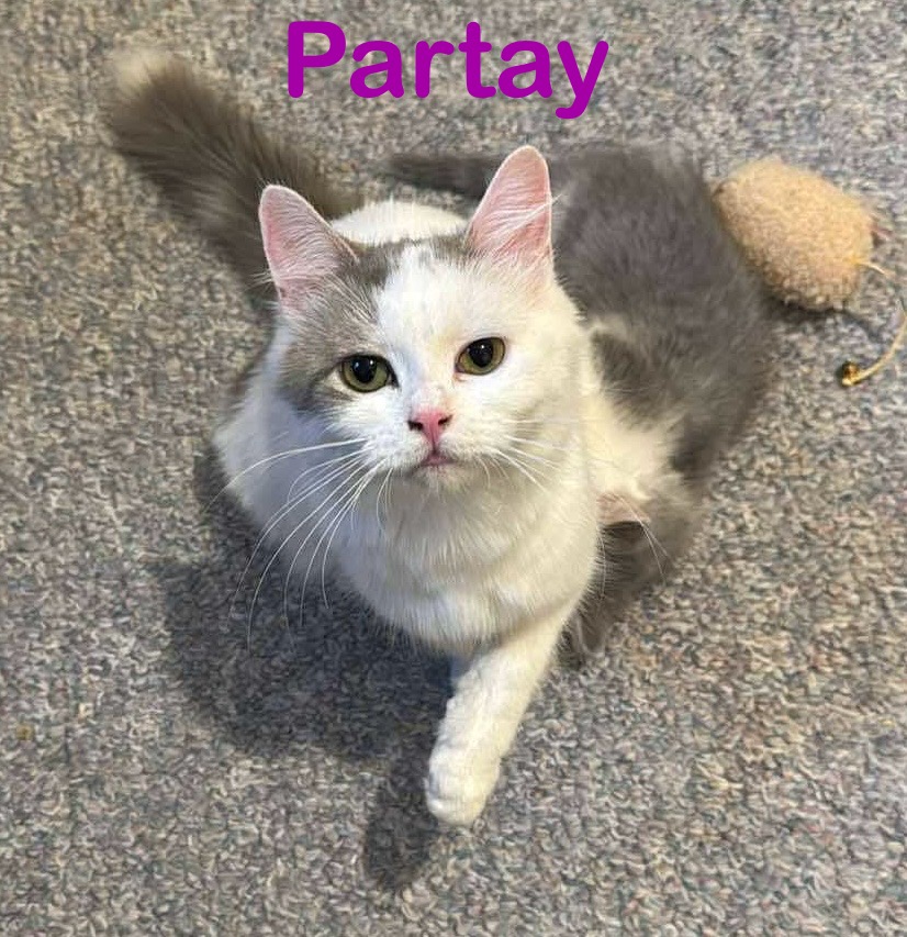 Partay