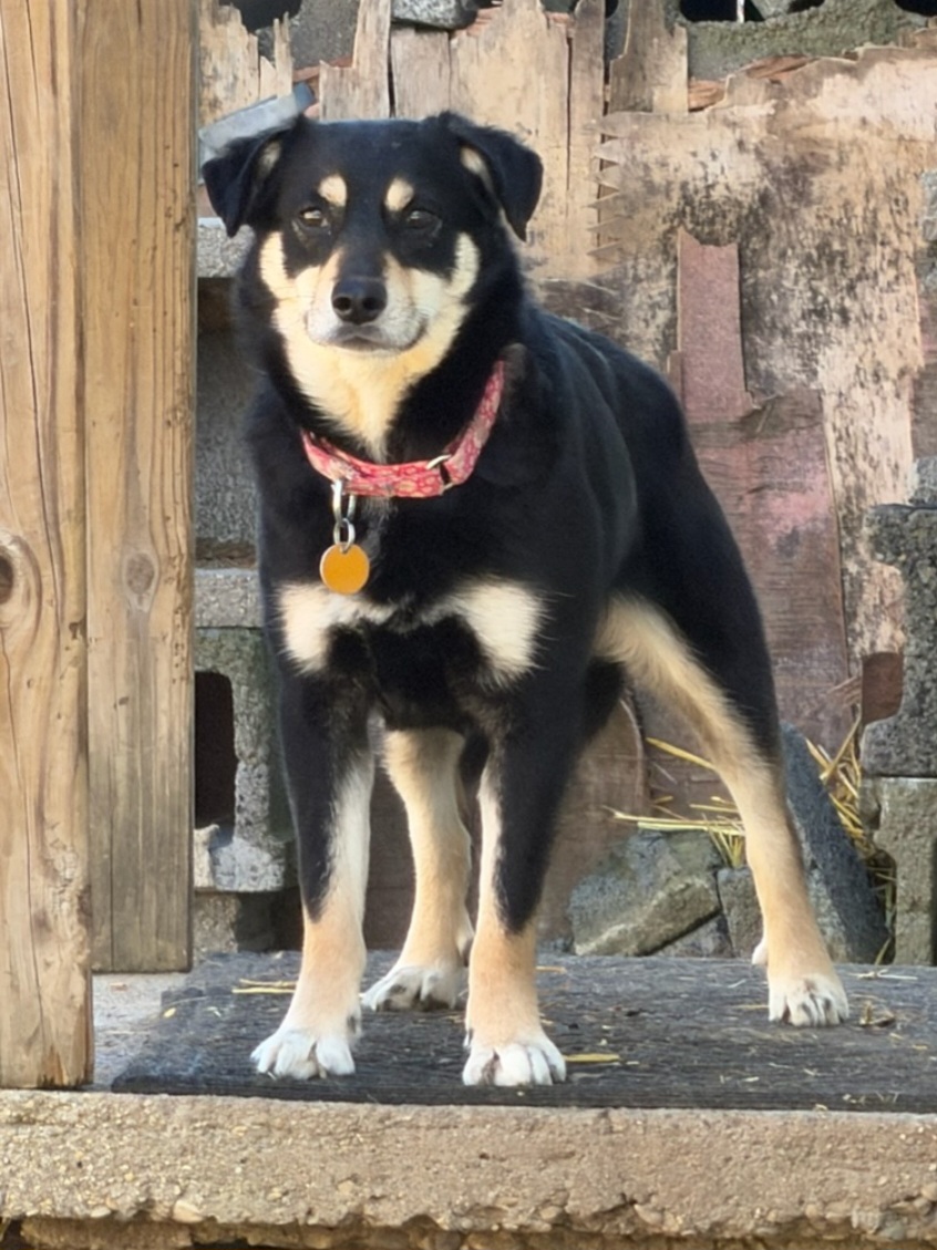 SIBERIAN HUSKY, POMERANIAN