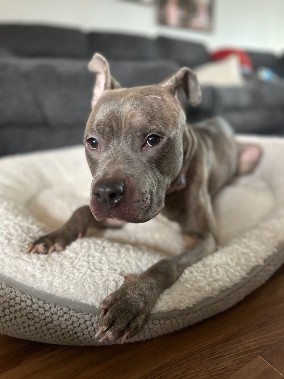 AMERICAN PIT BULL TERRIER